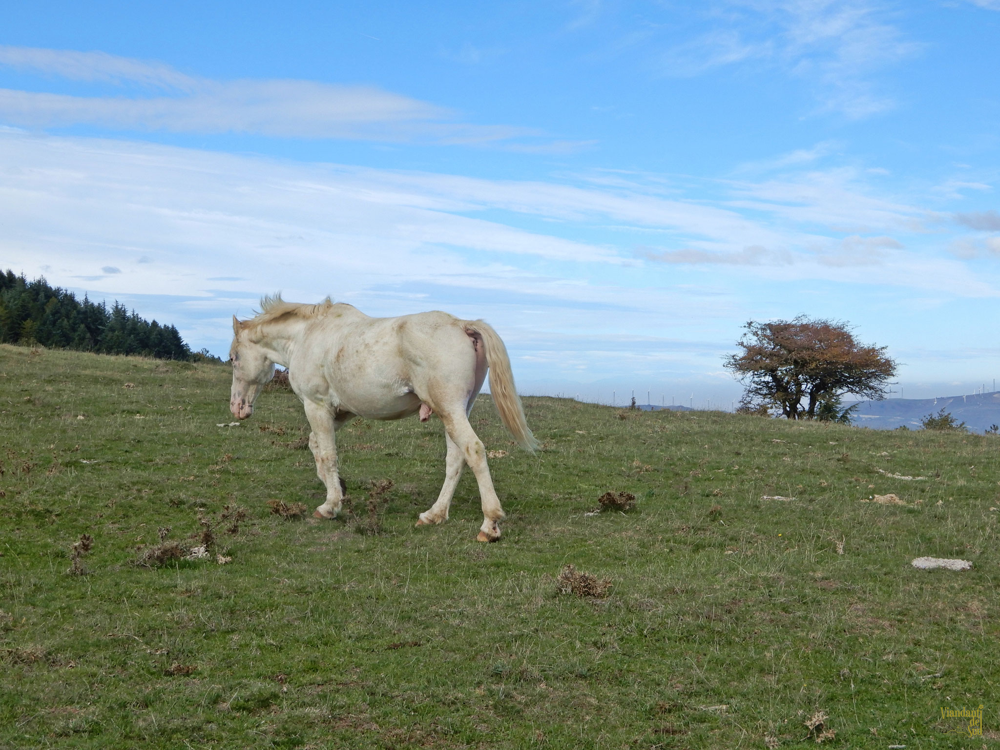 Cavalli allo stato brado