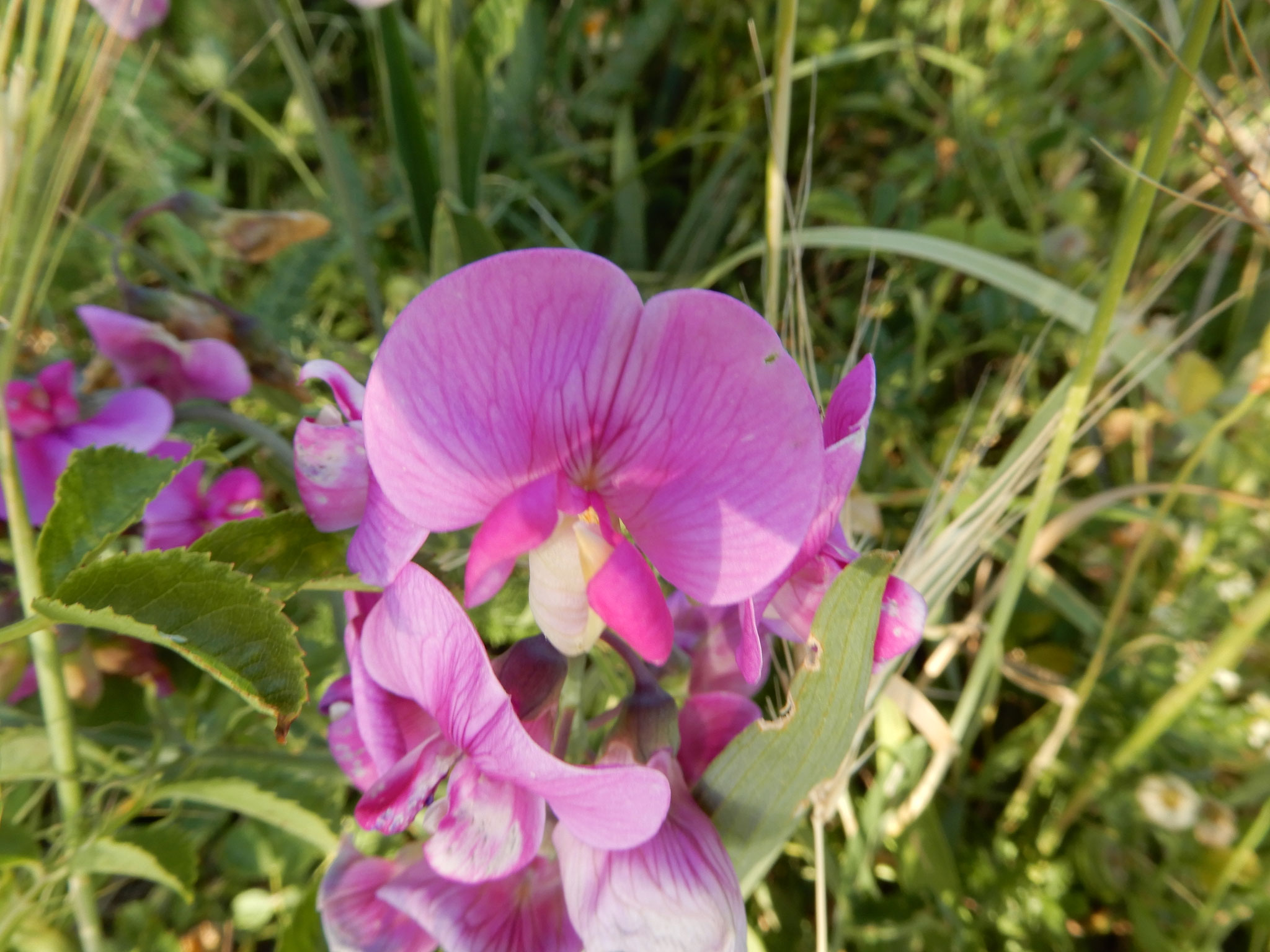 La cicerchia a foglie larghe (Lathyrus latifolius)