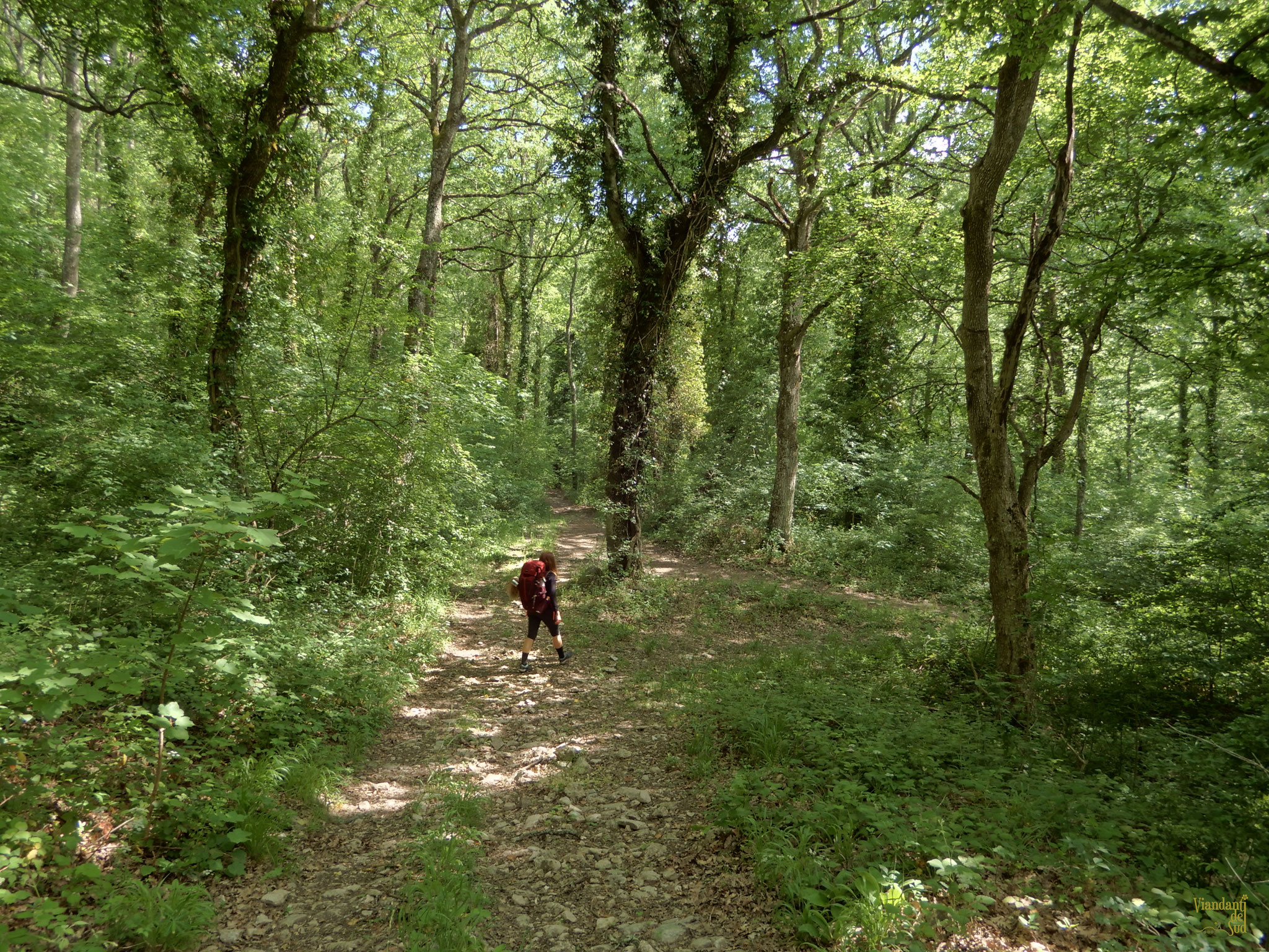 Nel selvaggio bosco di Monte Sambuco.