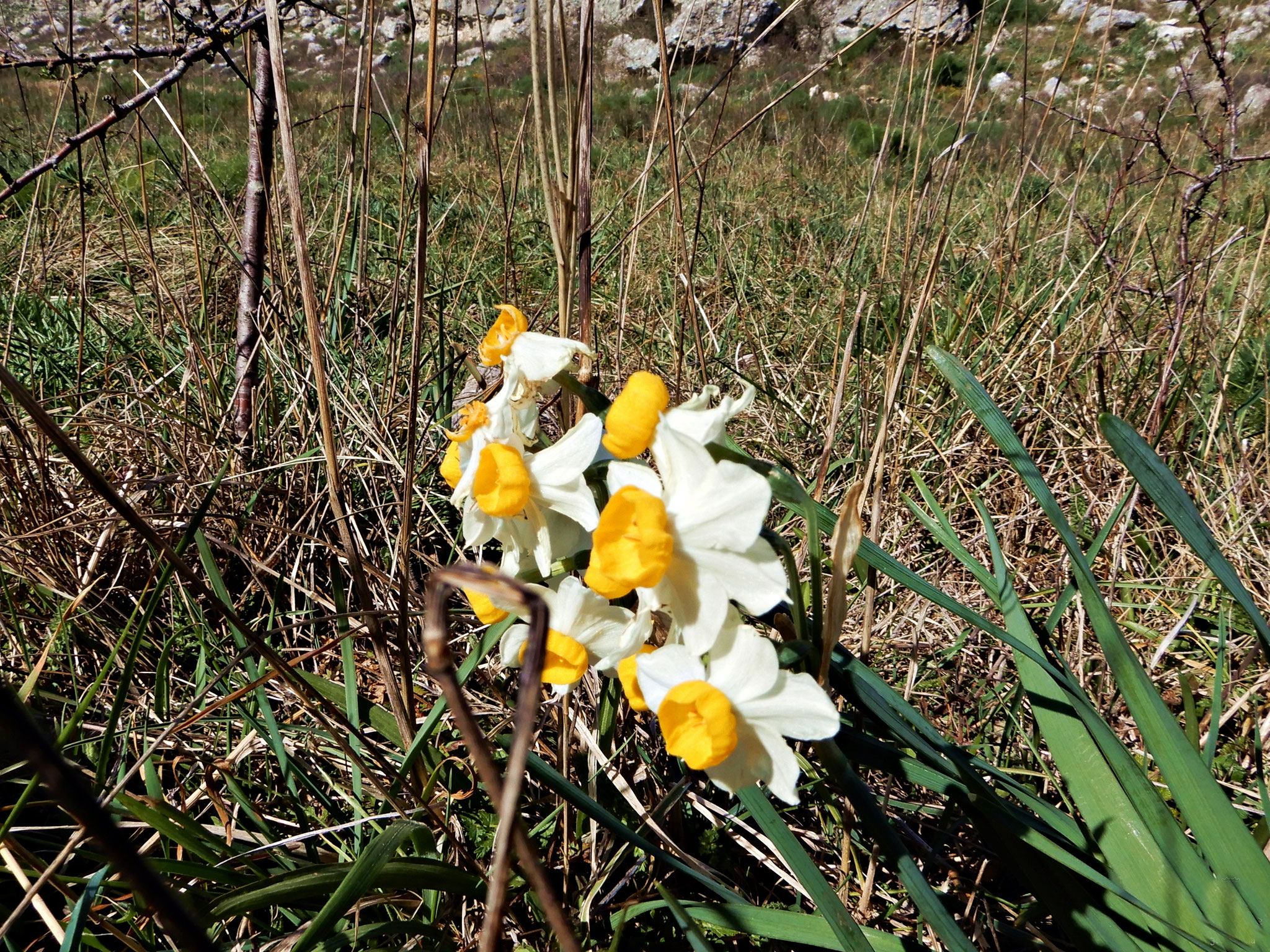 A Narcissus, and other beautiful flowers along the journey