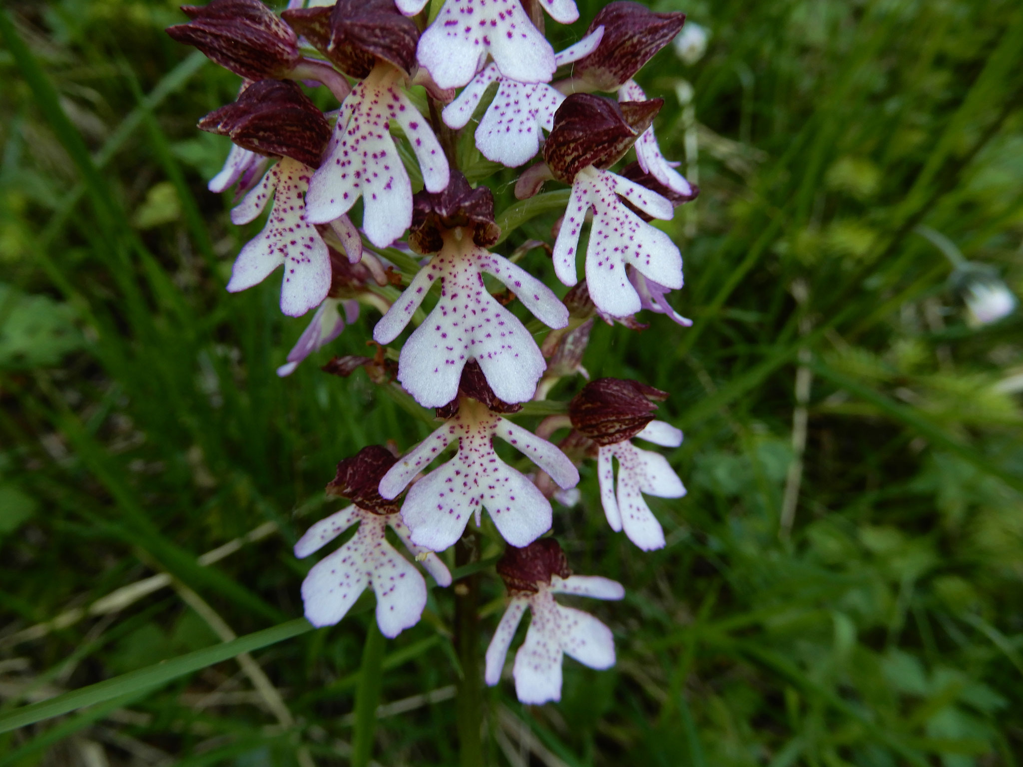 Nel sottobosco del Monte Cornacchia delle meravigliose orchidee spontanee (Orchis purpurea)
