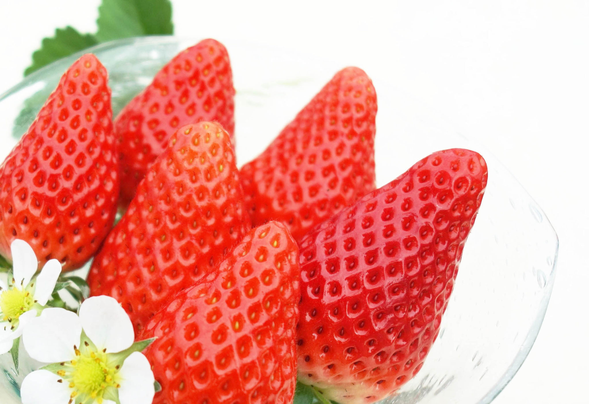 いちご狩りのご案内 - いちご狩りのできる農園「苺工房たけうち」