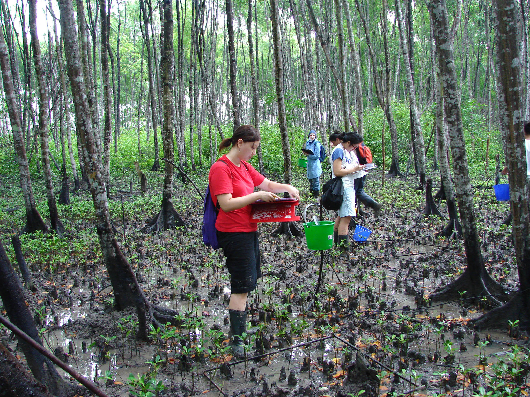 Mangrove sampling's field trip. Photo credit to Dr. Holly. 