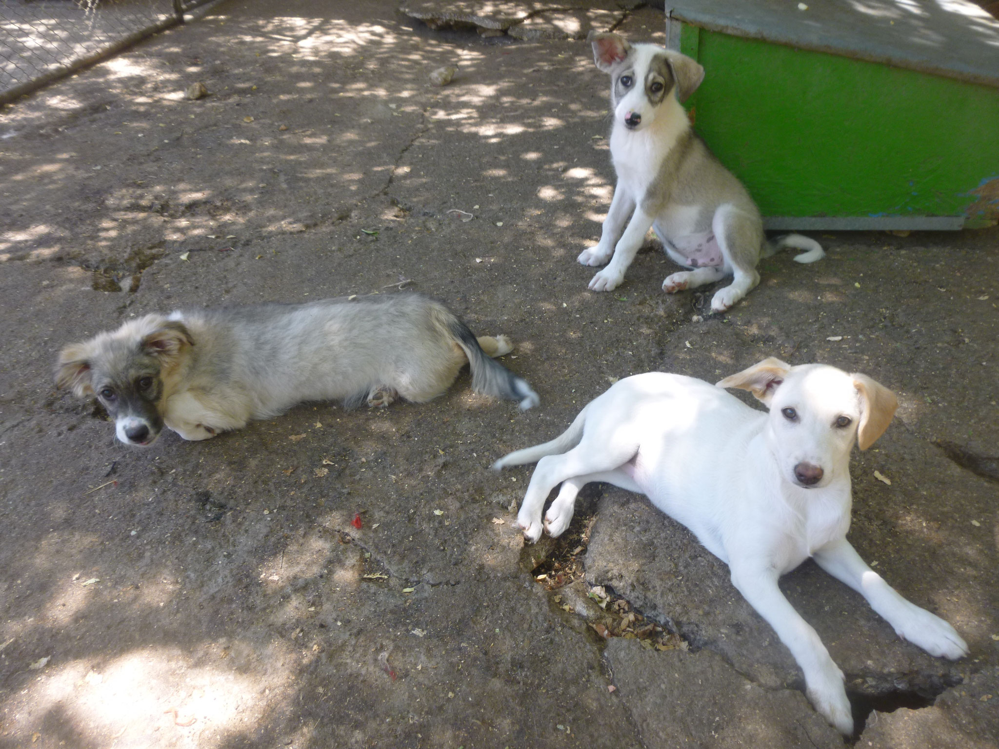 Lordy, Oreo und Elinor