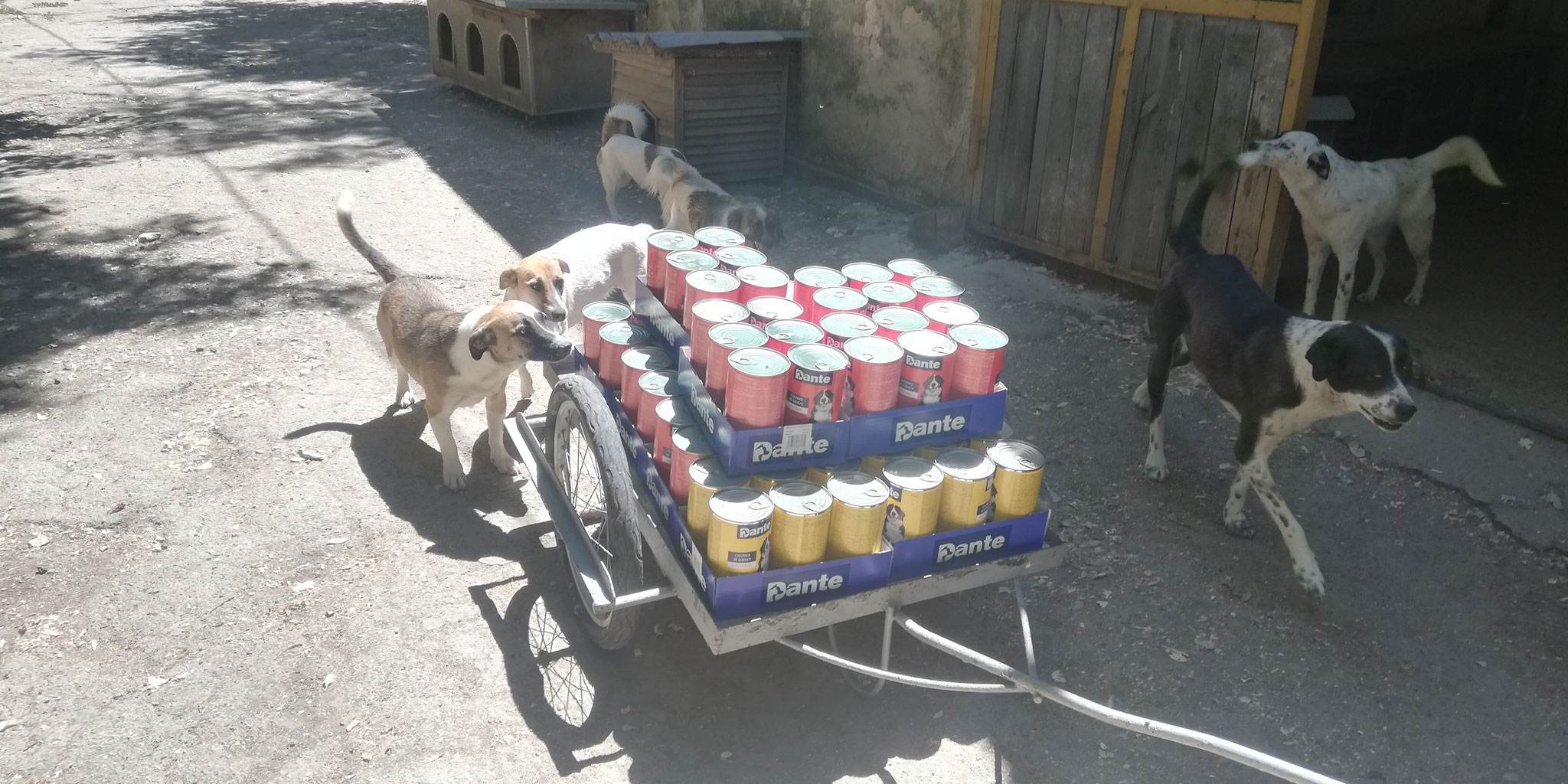 eine Spende Dosenfutter wurde direkt im Tierheim abgeben Die Hunde freuen sich schon. Dankeschön!