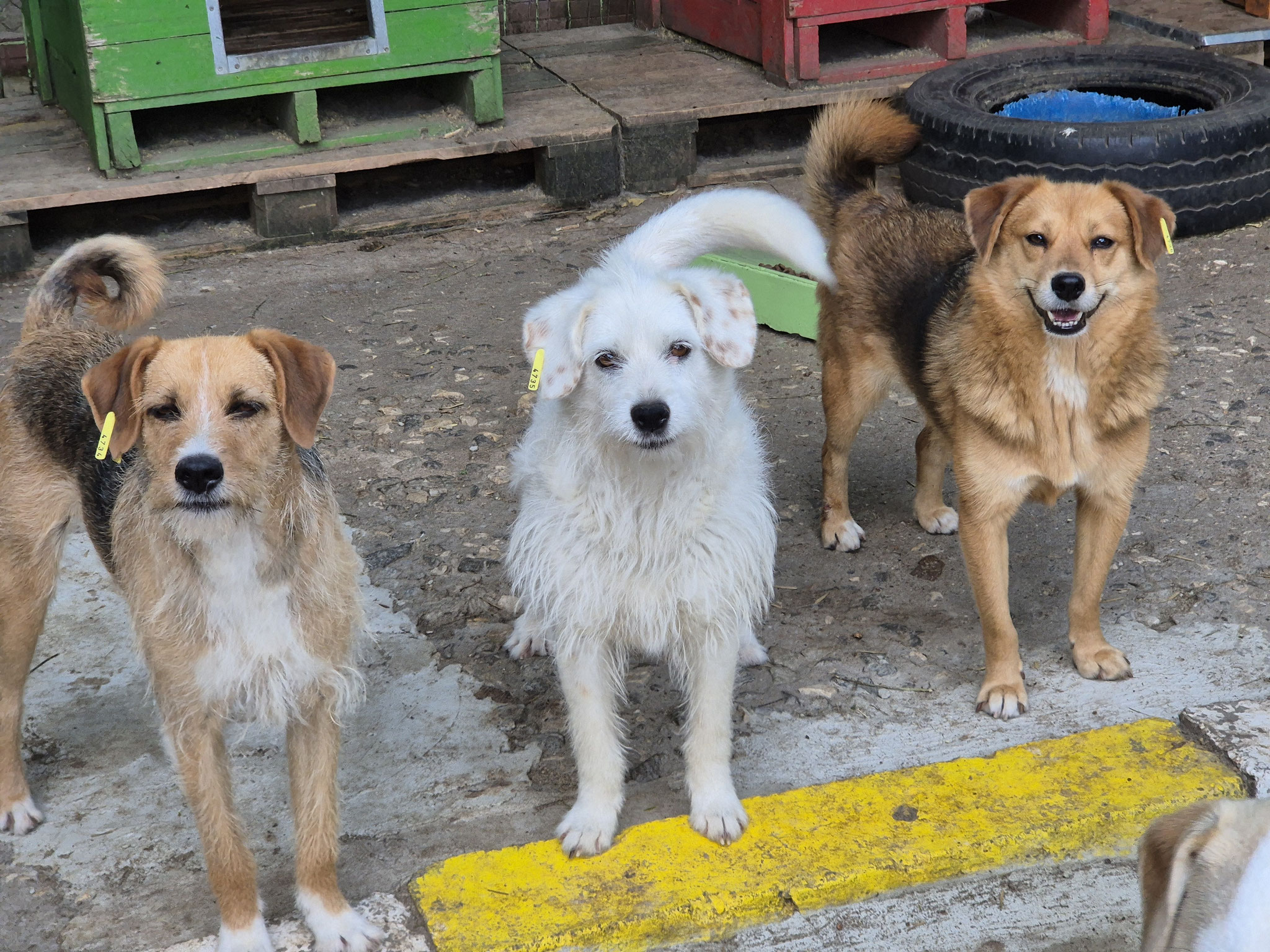 Betina, Betsy und Toni