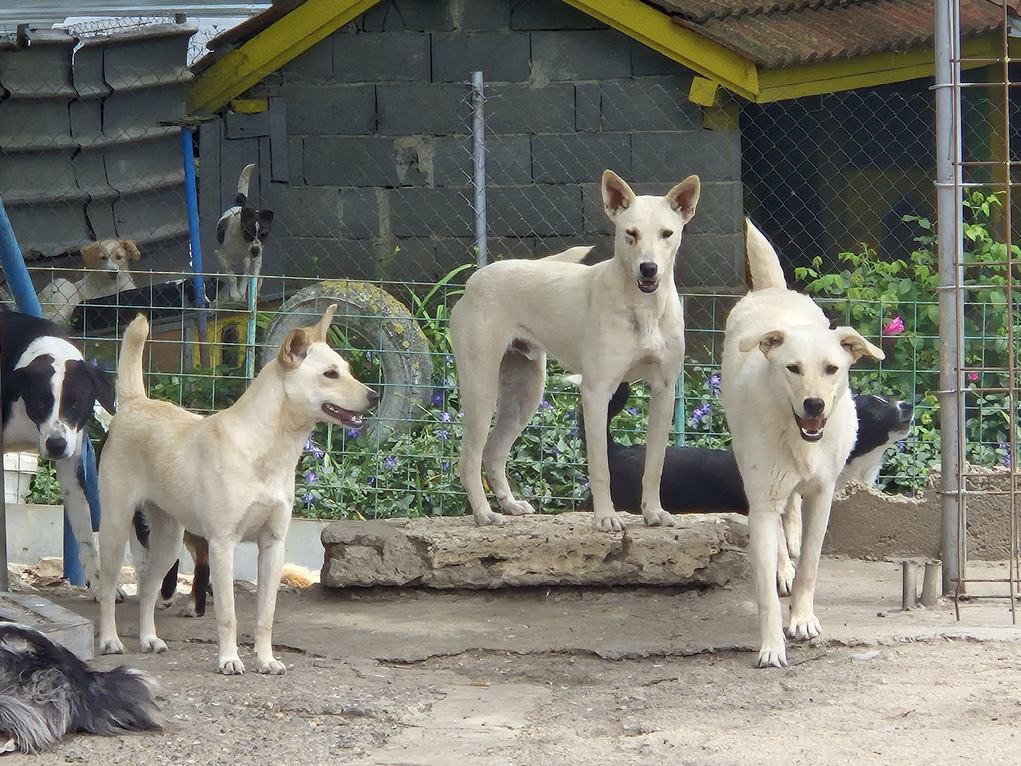die Geschwister Steffi, Simba und Scooby