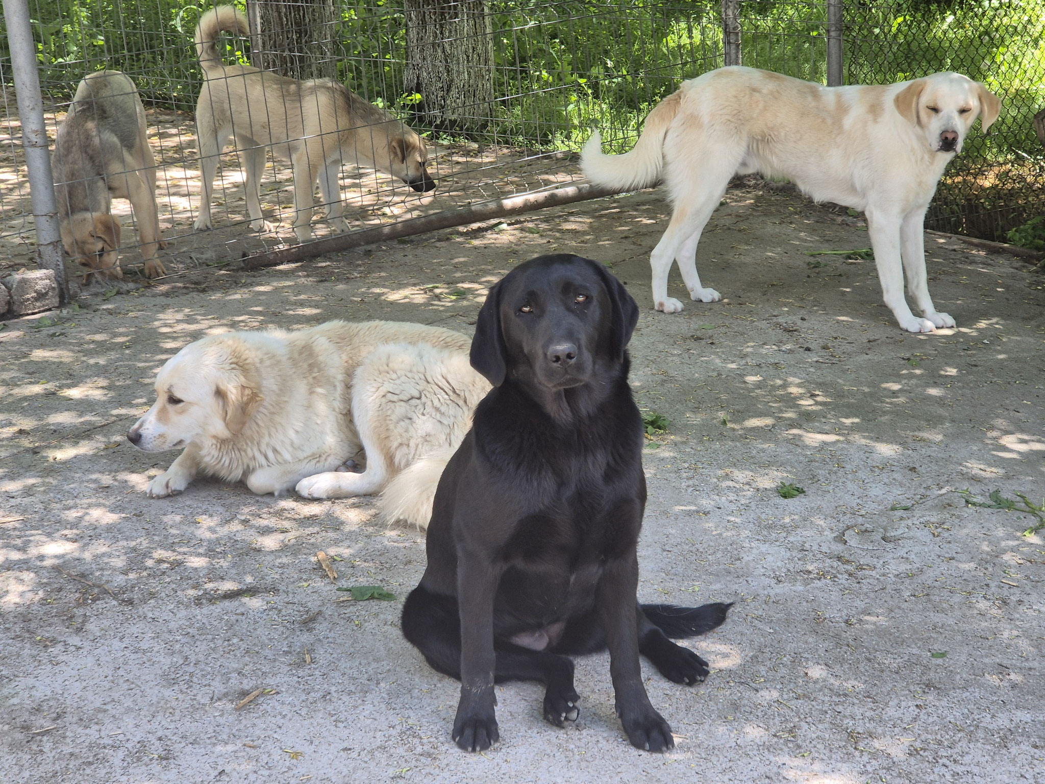 die einjährige Labradorhündin Amza