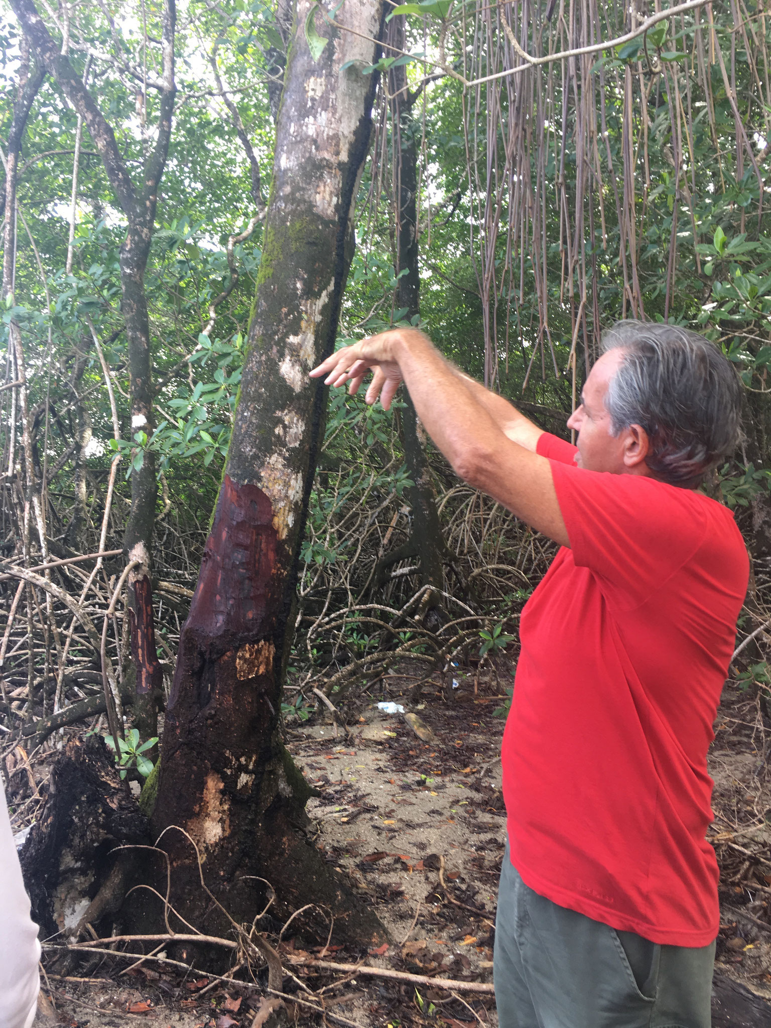 Erklärungen zu den Bäumen und dem Gehölze der  Mangroven-Lagune