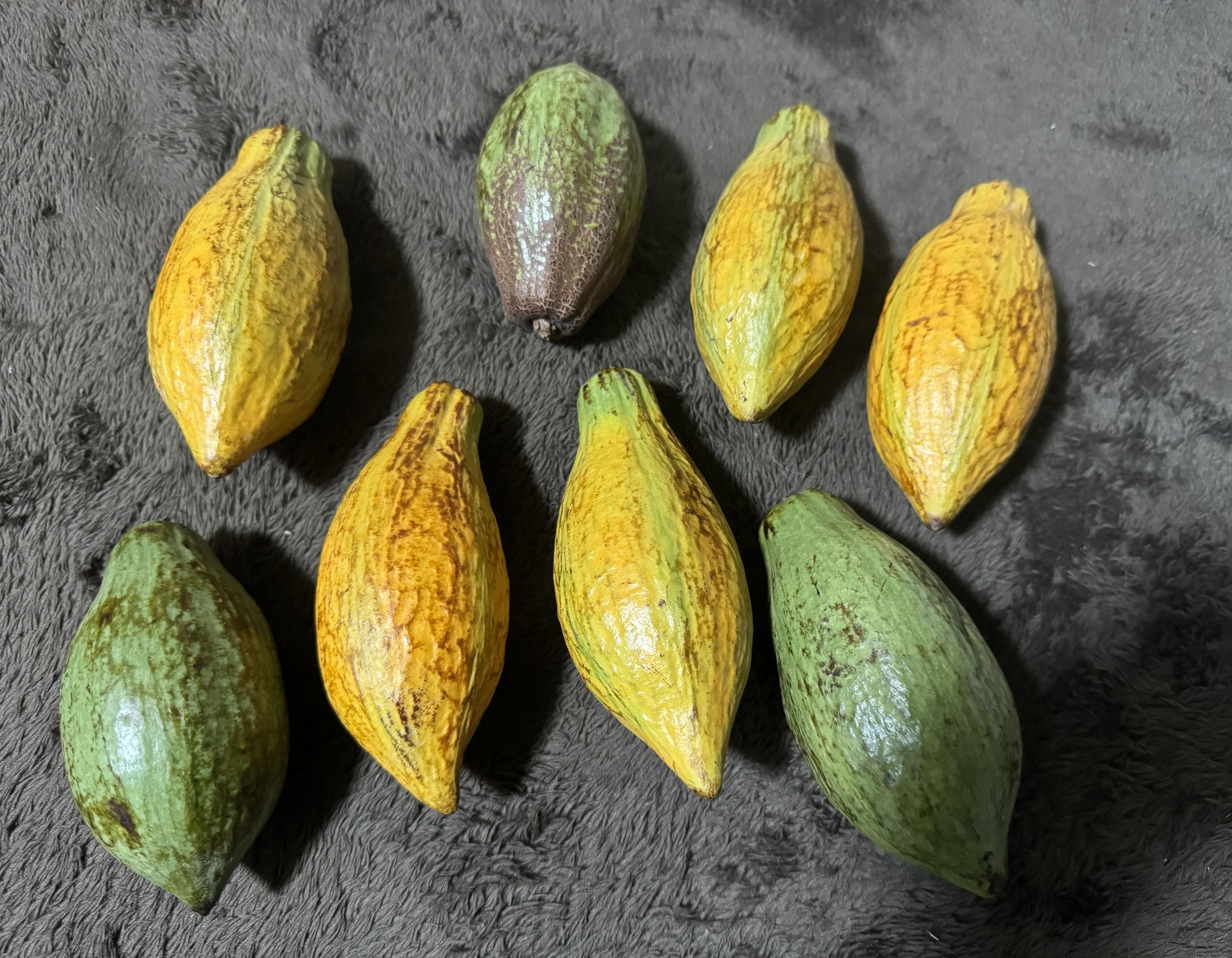 CACAO カカオ果実の成る木 - nangokunomori.com CACAO カカオ果実の成る木 - nangokunomori.com