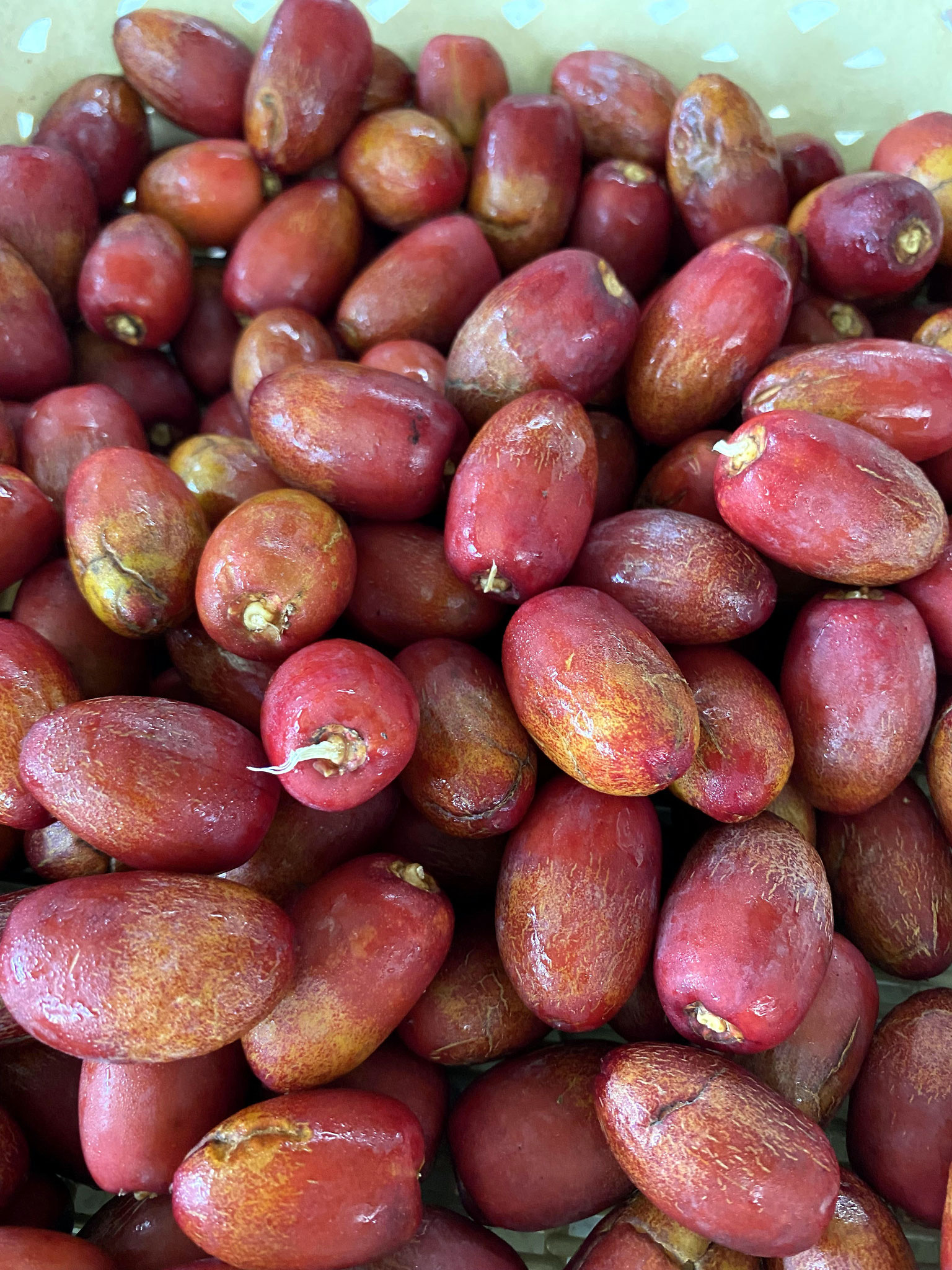 Phoenix dactylifera / ナツメヤシ - nangokunomori.com Phoenix dactylifera / ナツメヤシ - nangokunomori.com