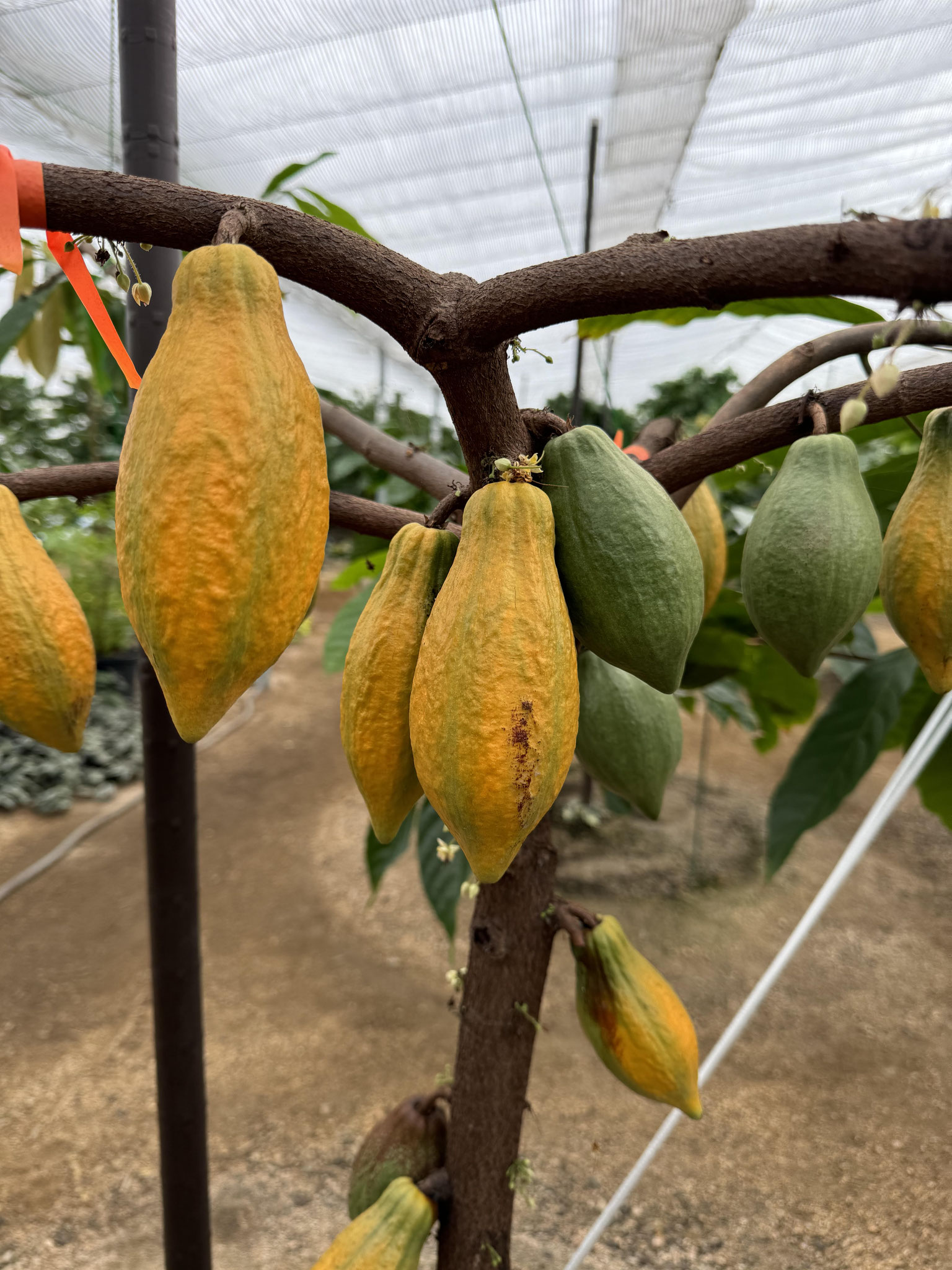 CACAO カカオ果実の成る木 - nangokunomori.com CACAO カカオ果実の成る木 - nangokunomori.com