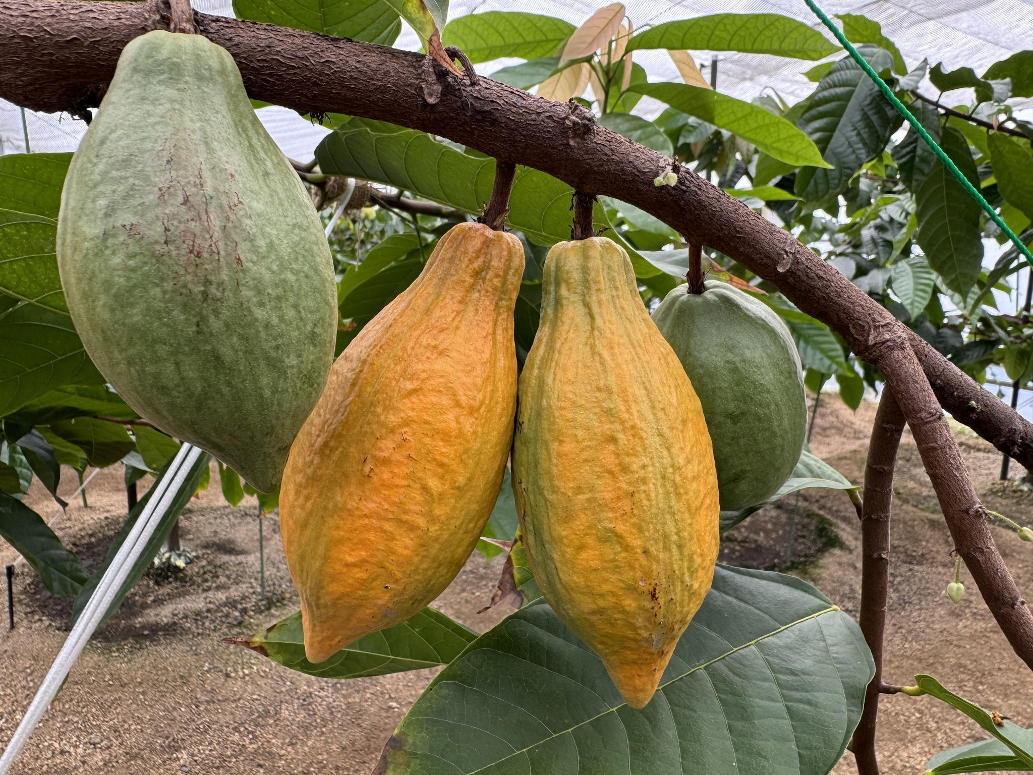 CACAO カカオ果実の成る木 - nangokunomori.com CACAO カカオ果実の成る木 - nangokunomori.com