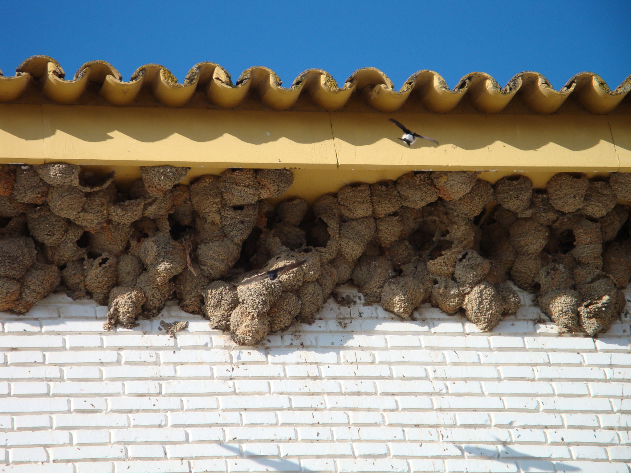 Mehlschwalbennester in Andalusien (Foto Harald Kranz)