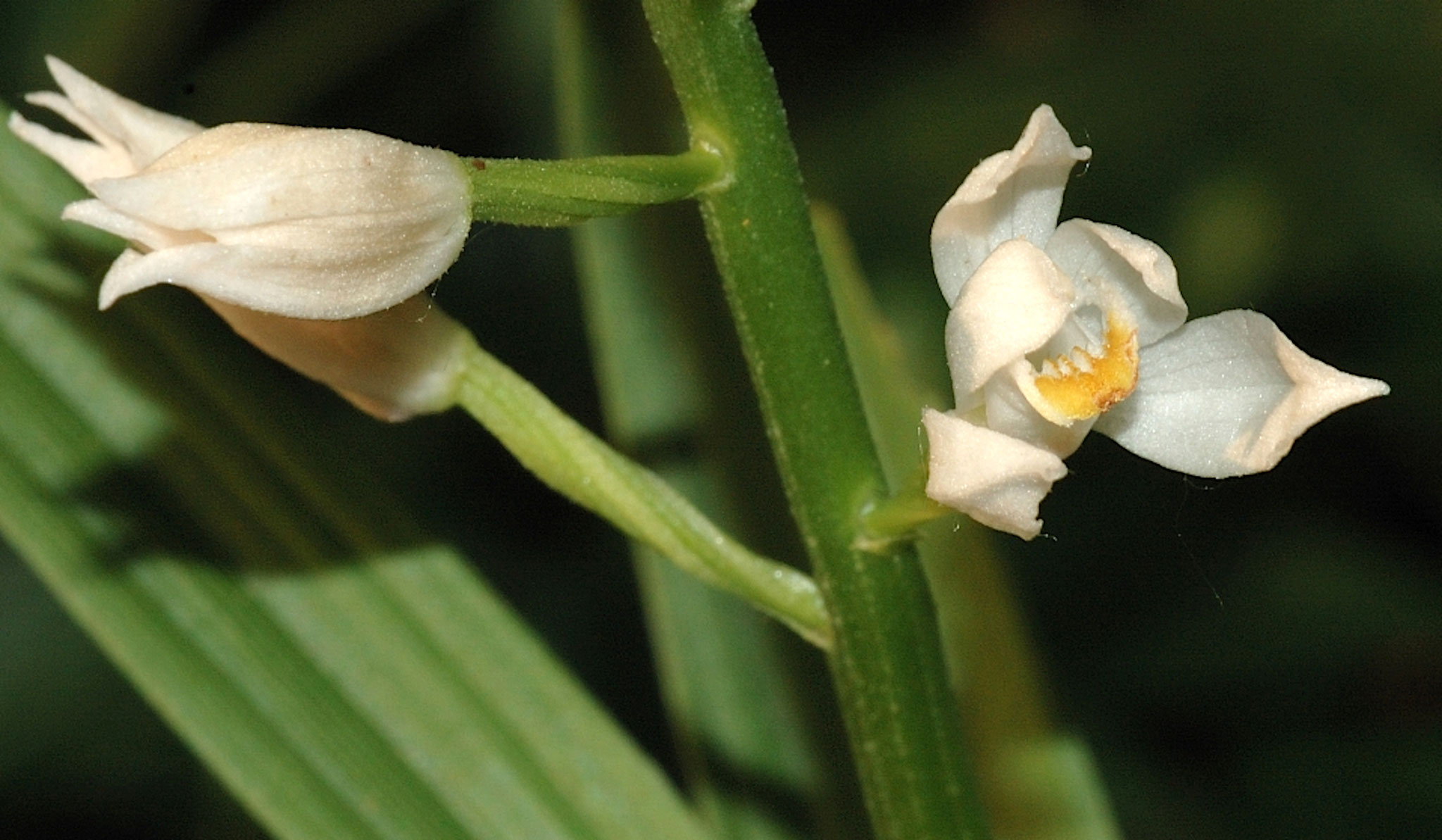 Cephalanthera_longifolia