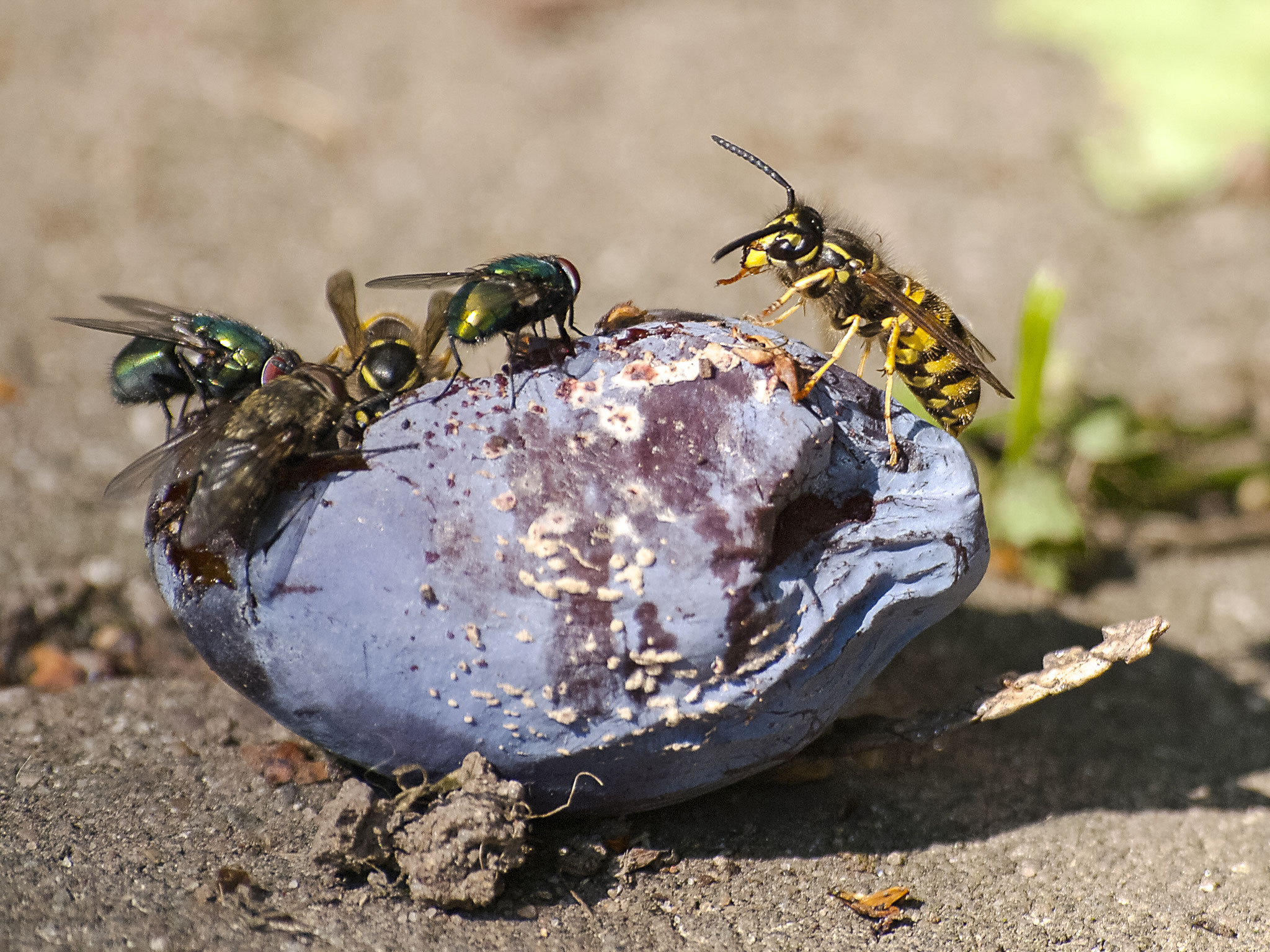 Wespen und Fliegen laben sich an einer reifen Pflaume - Foto: Kathy Büscher 