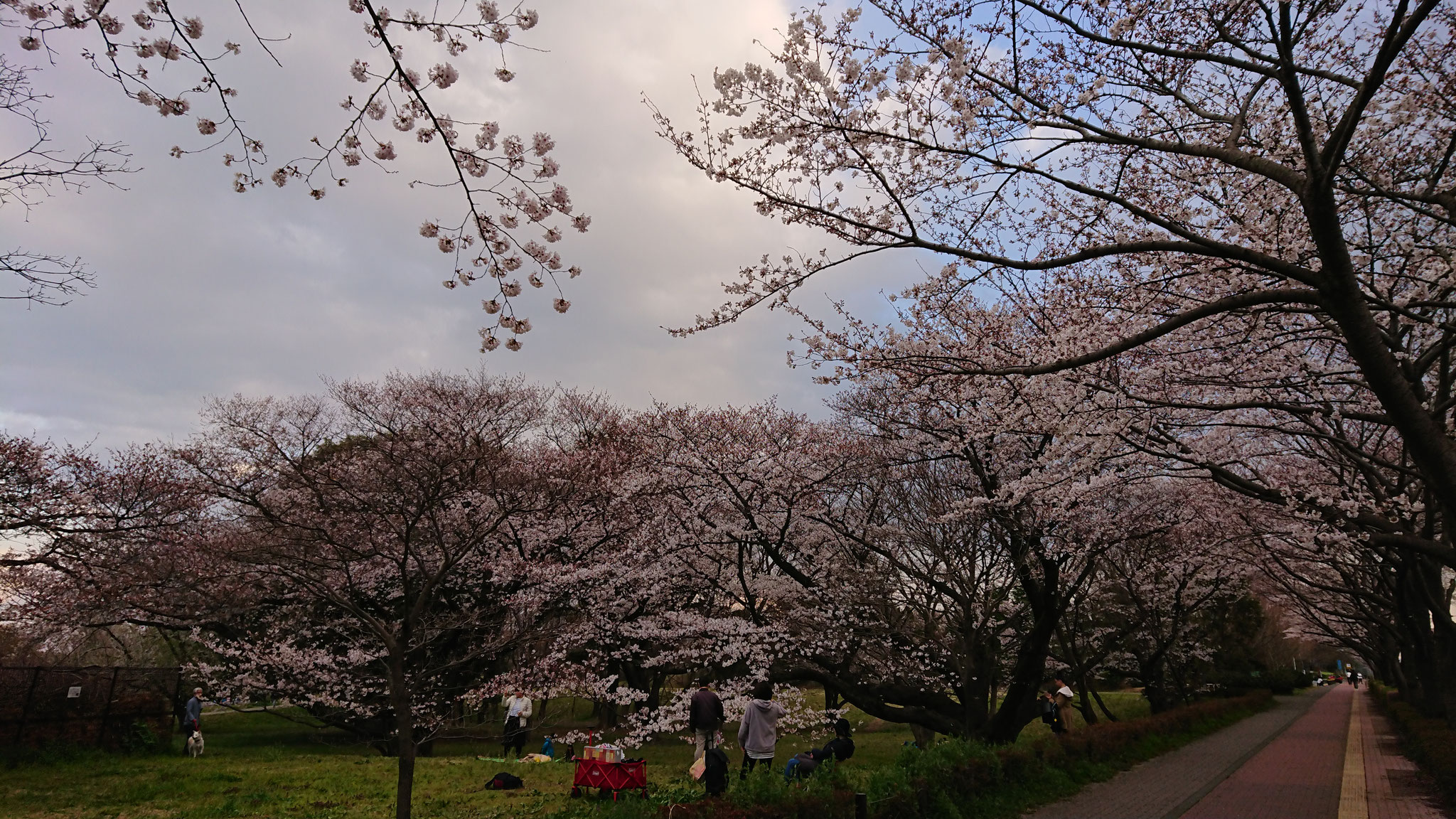 武蔵野の森公園の桜