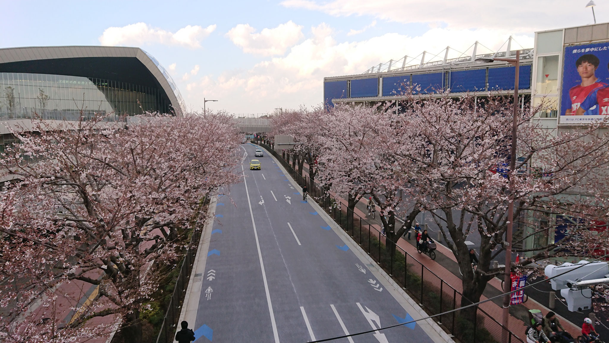 スタジアム通りの桜