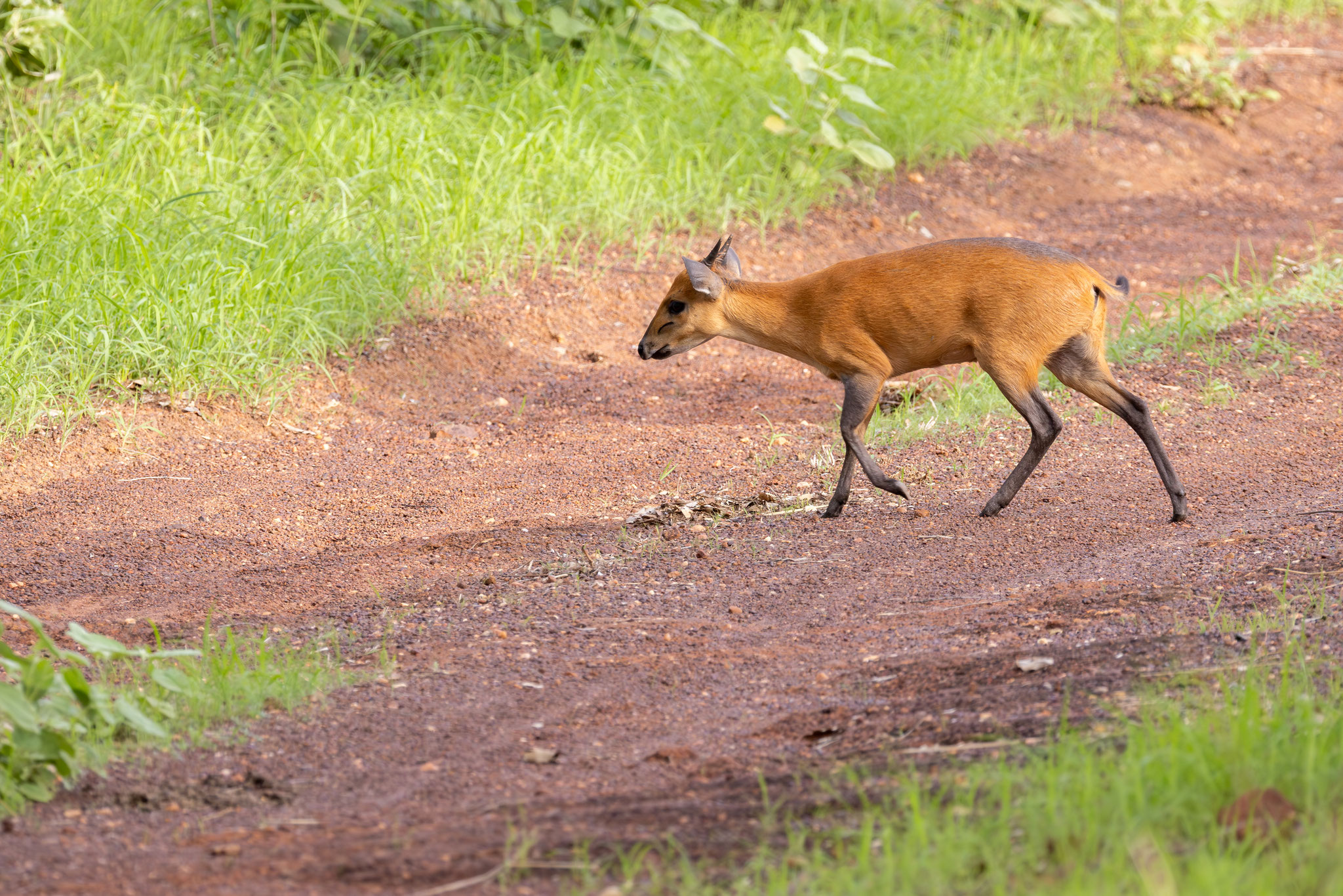 Cephalophe à flancs roux