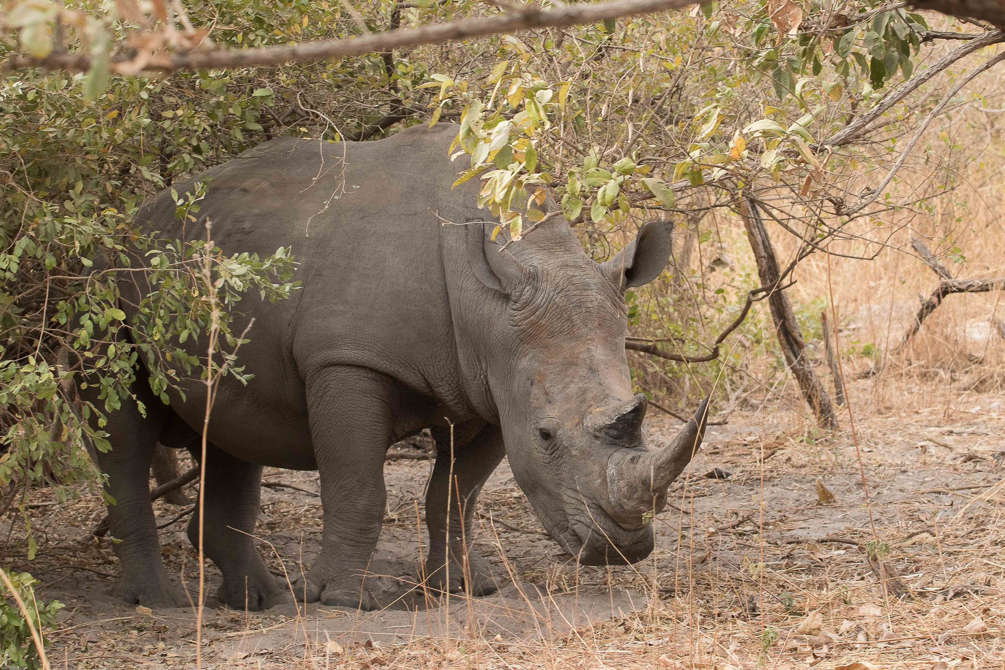 Rhinocéros blanc