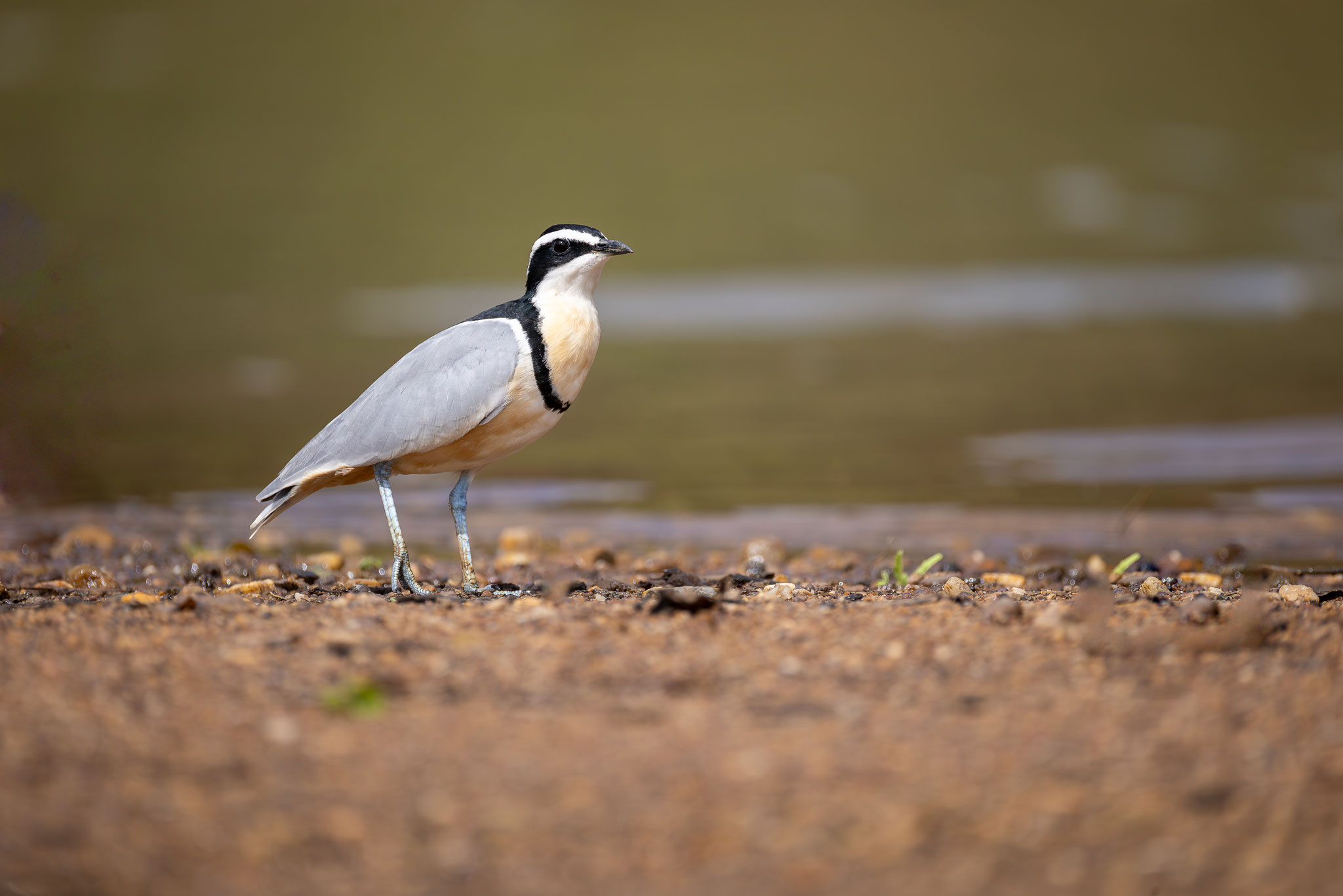 Pluvian fluviatile