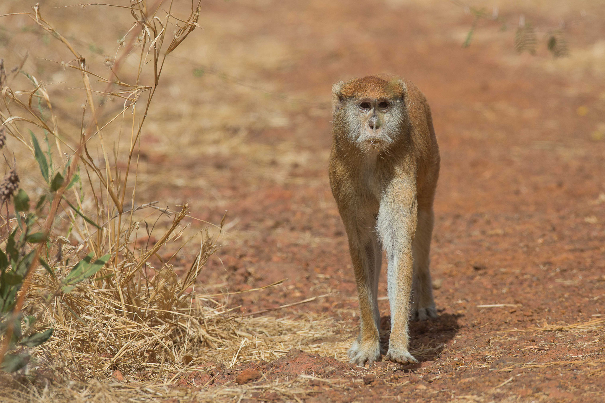 Singe pata