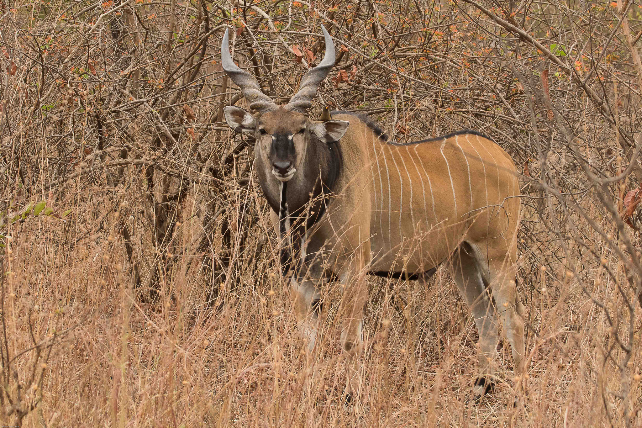 Eland de Derby