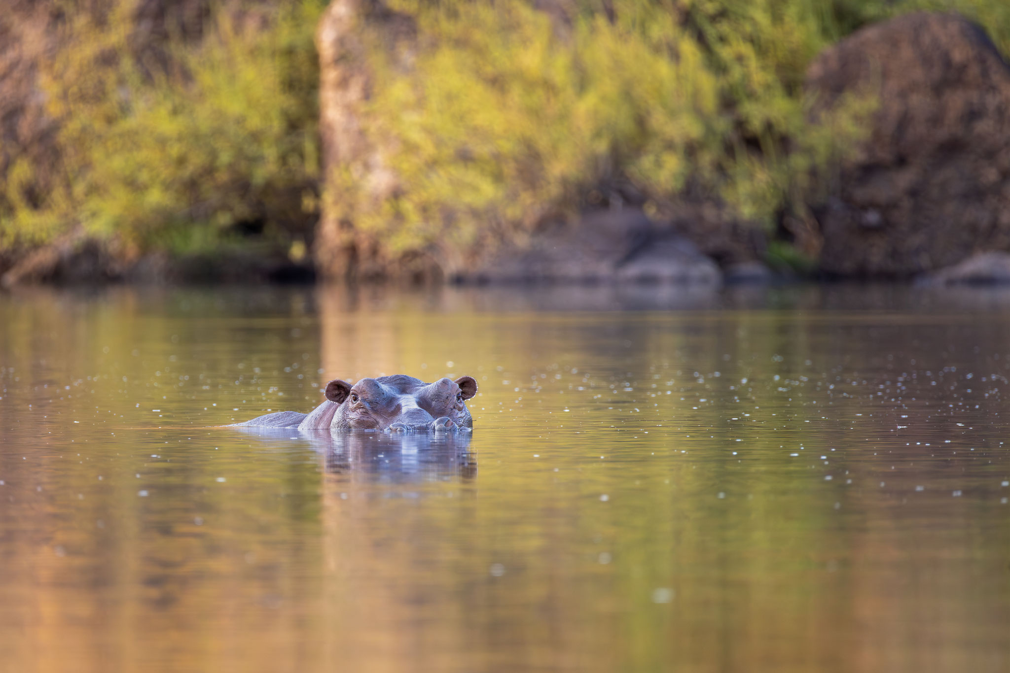 Hippopotame
