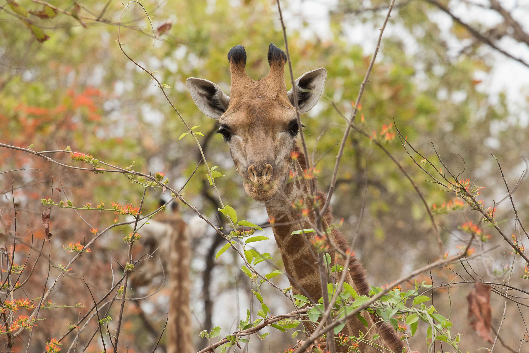 Girafe