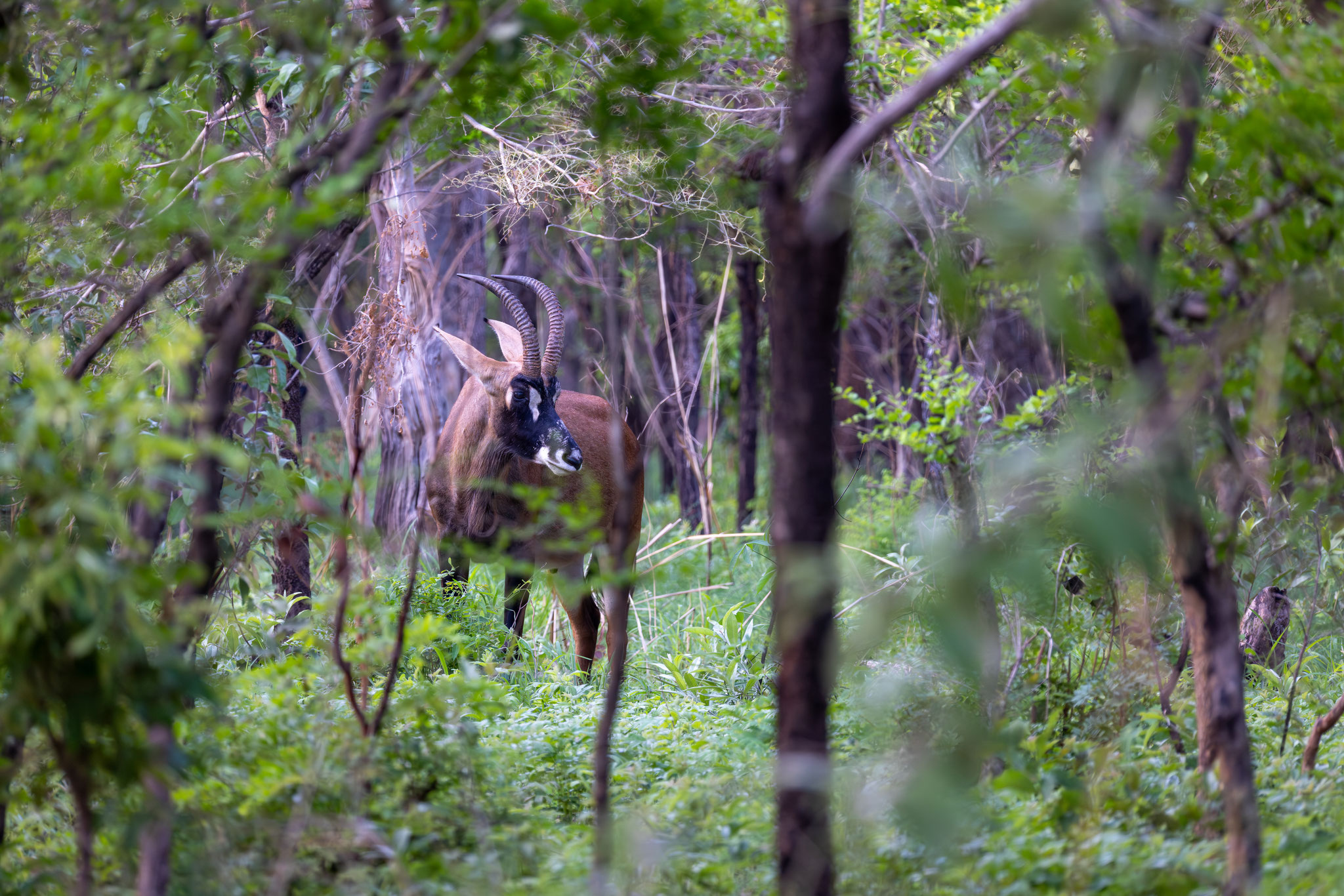 Hippotrague, Koba ou antilope cheval