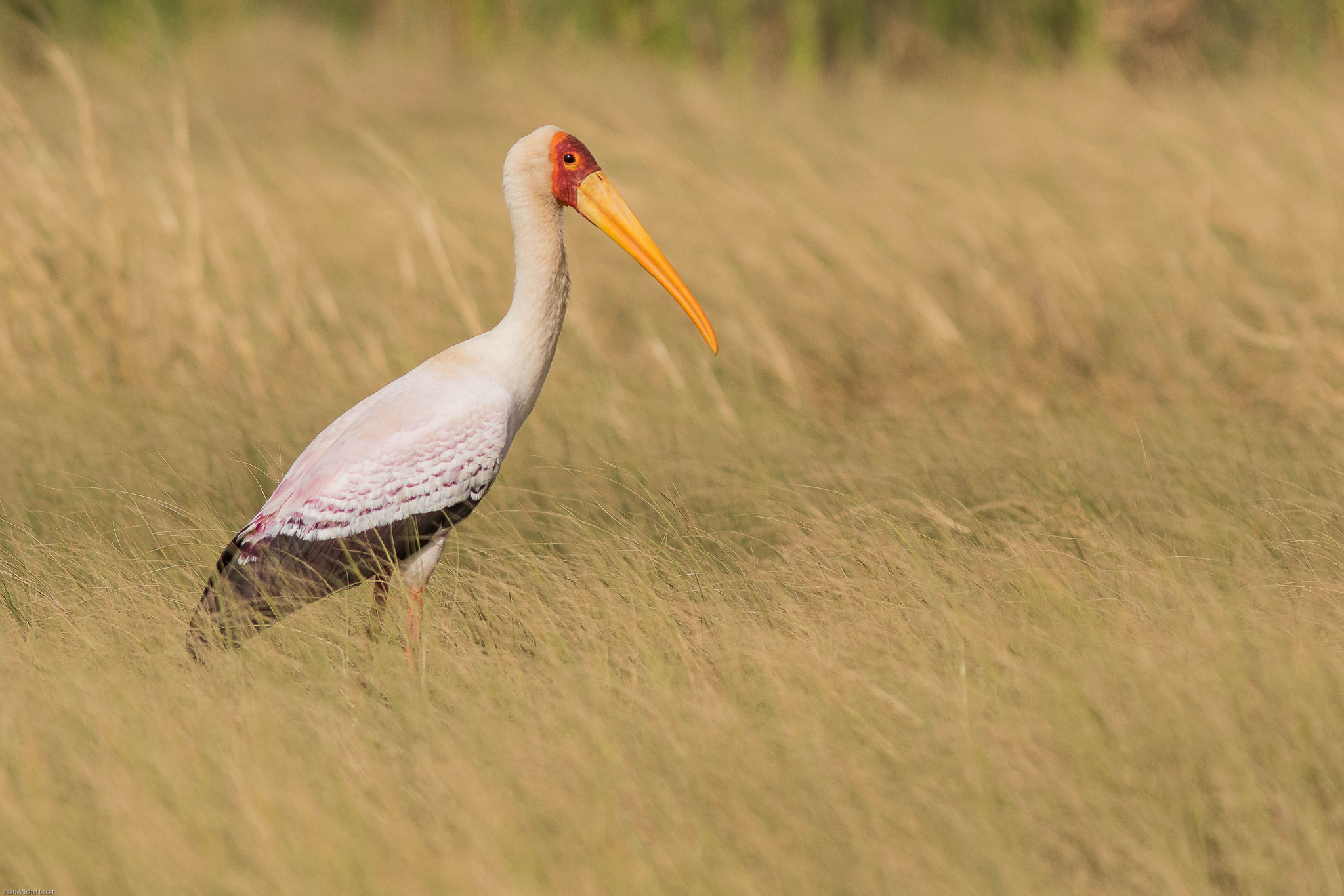 Tantale Ibis