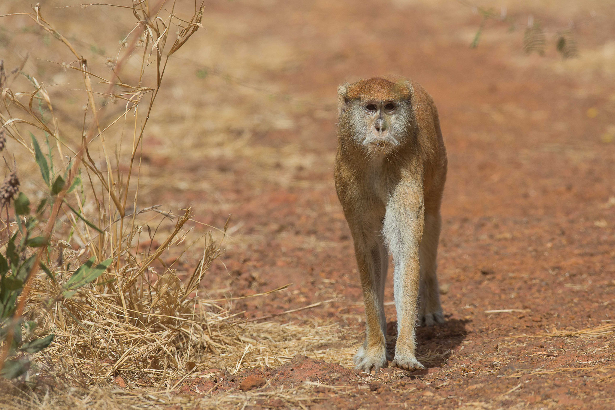 Singe patas