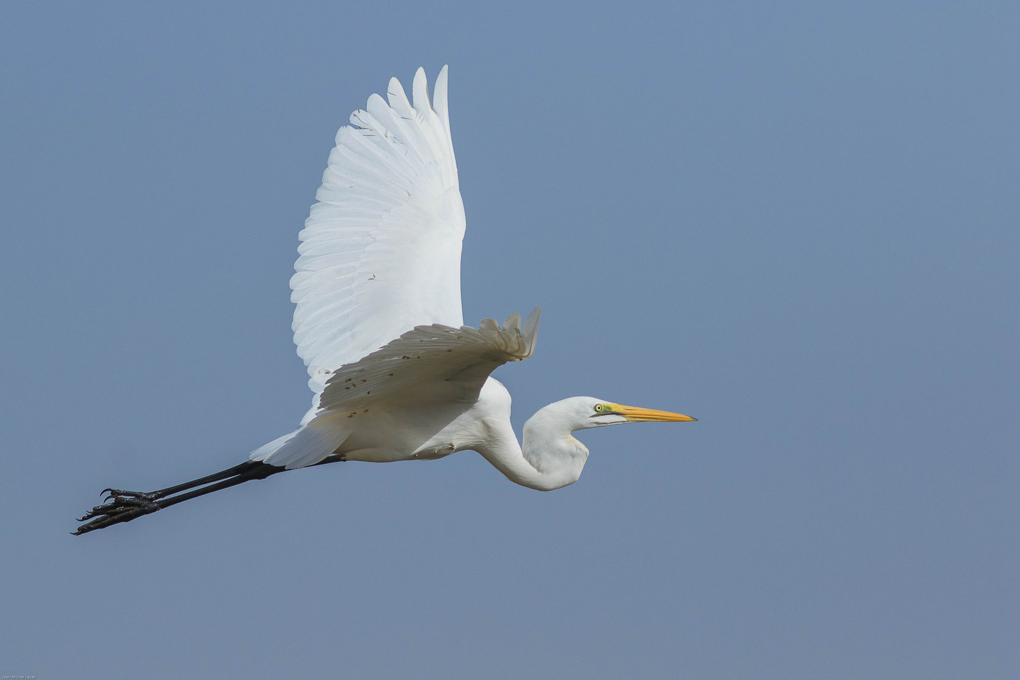 Grande aigrette