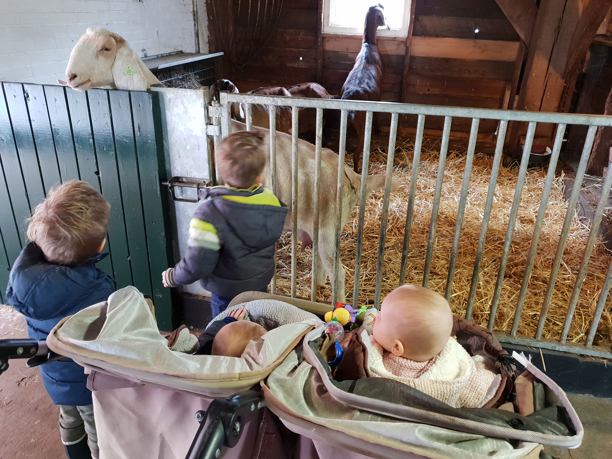 Naar de kinderboerderij
