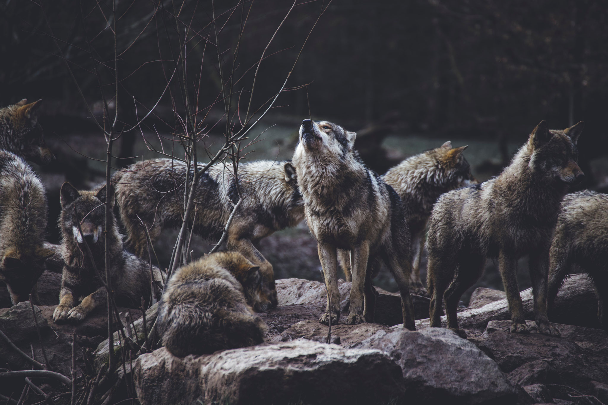 LEITWOLF ODER LAMM? - Führungsstil trifft auf Persönlichkeitstypologie