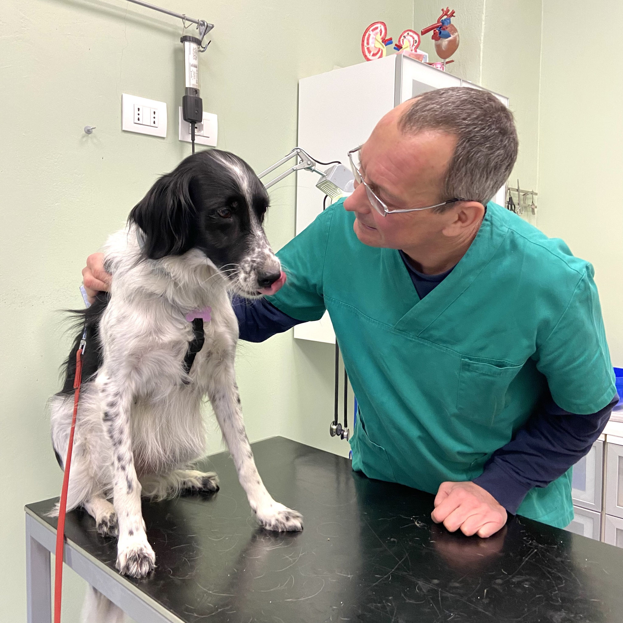 veterinario milano