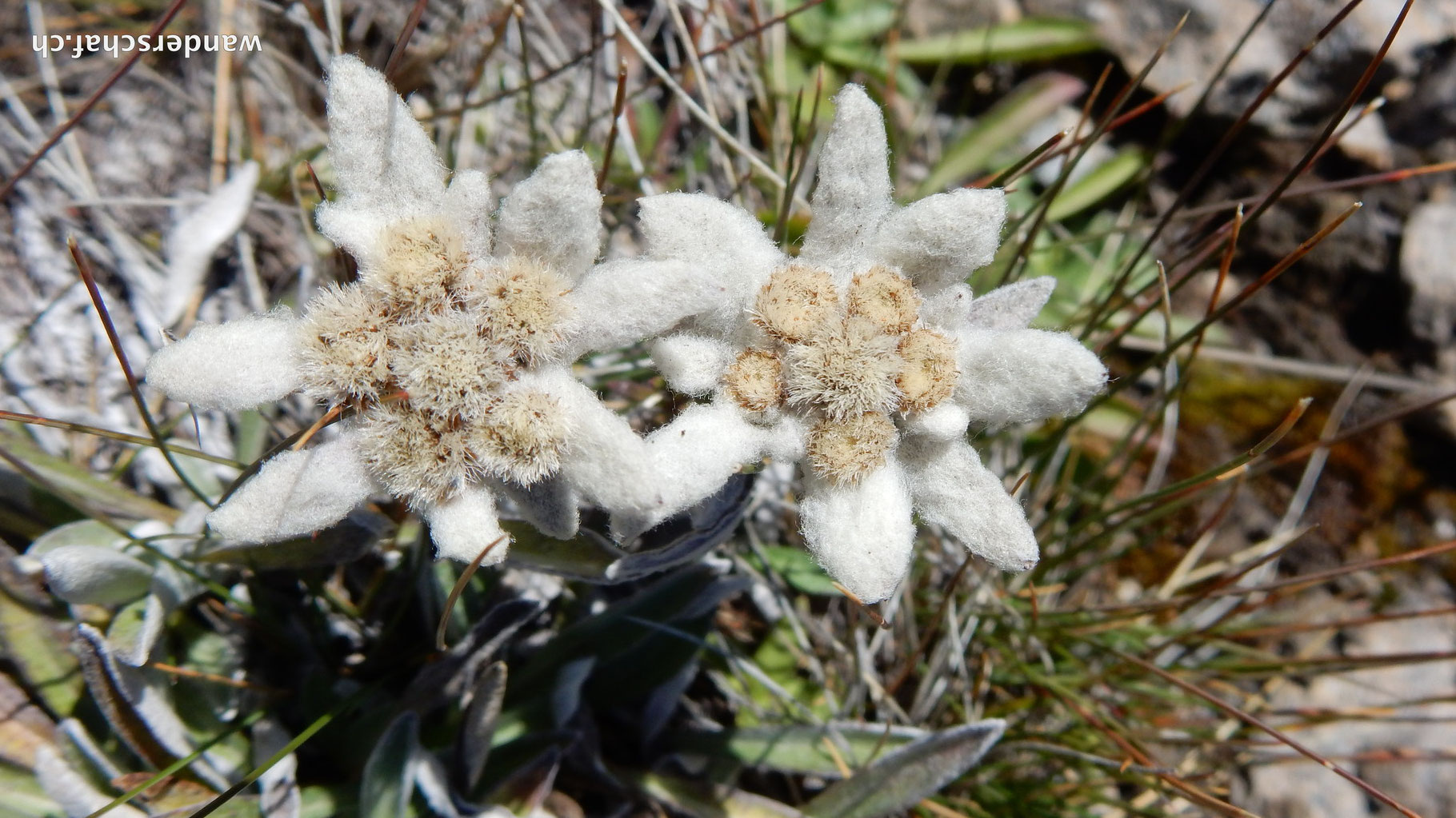 wunderbare Edelweiss