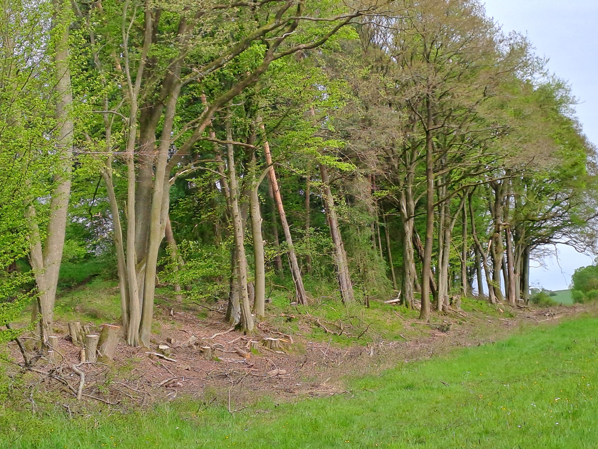 So sieht der Waldrand nach den  Forstarbeiten aktuell aus. Foto: Karin Brand