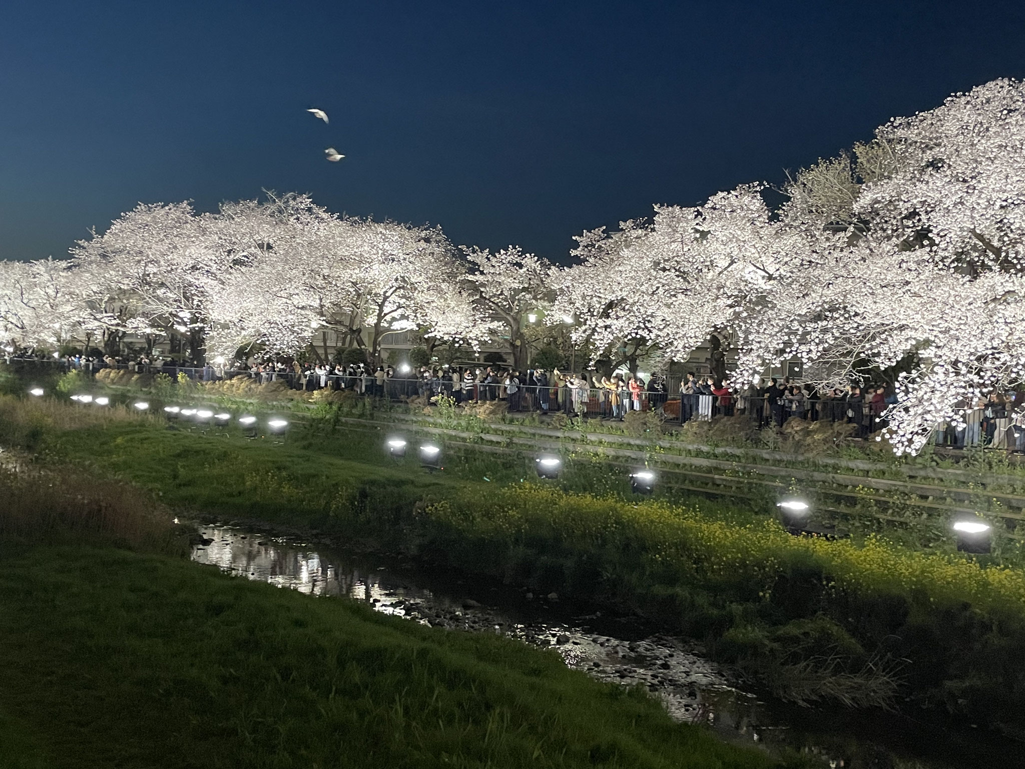 岩崎　誠　「夜桜の上を飛ぶ白い鳥」