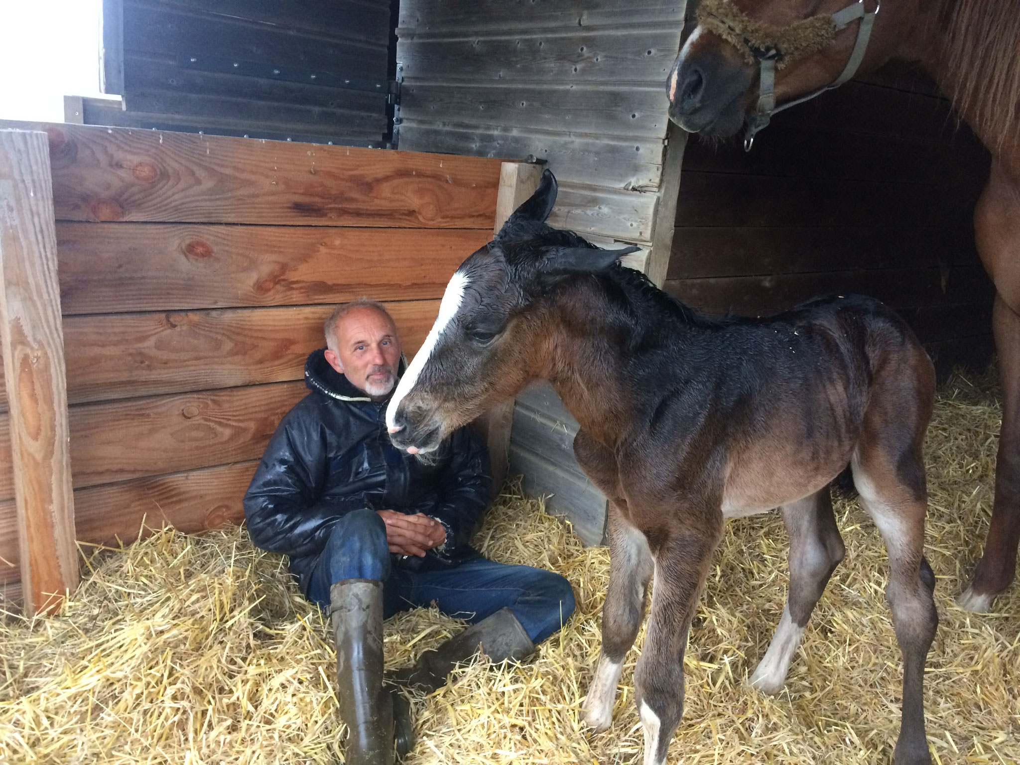 Naissance de Jet Set (Qlassic Bois Margot /Diamant de Semilly)