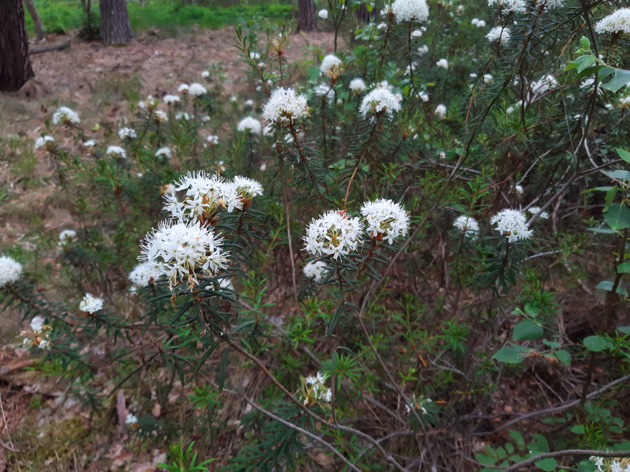 Rhododendron tomentosum