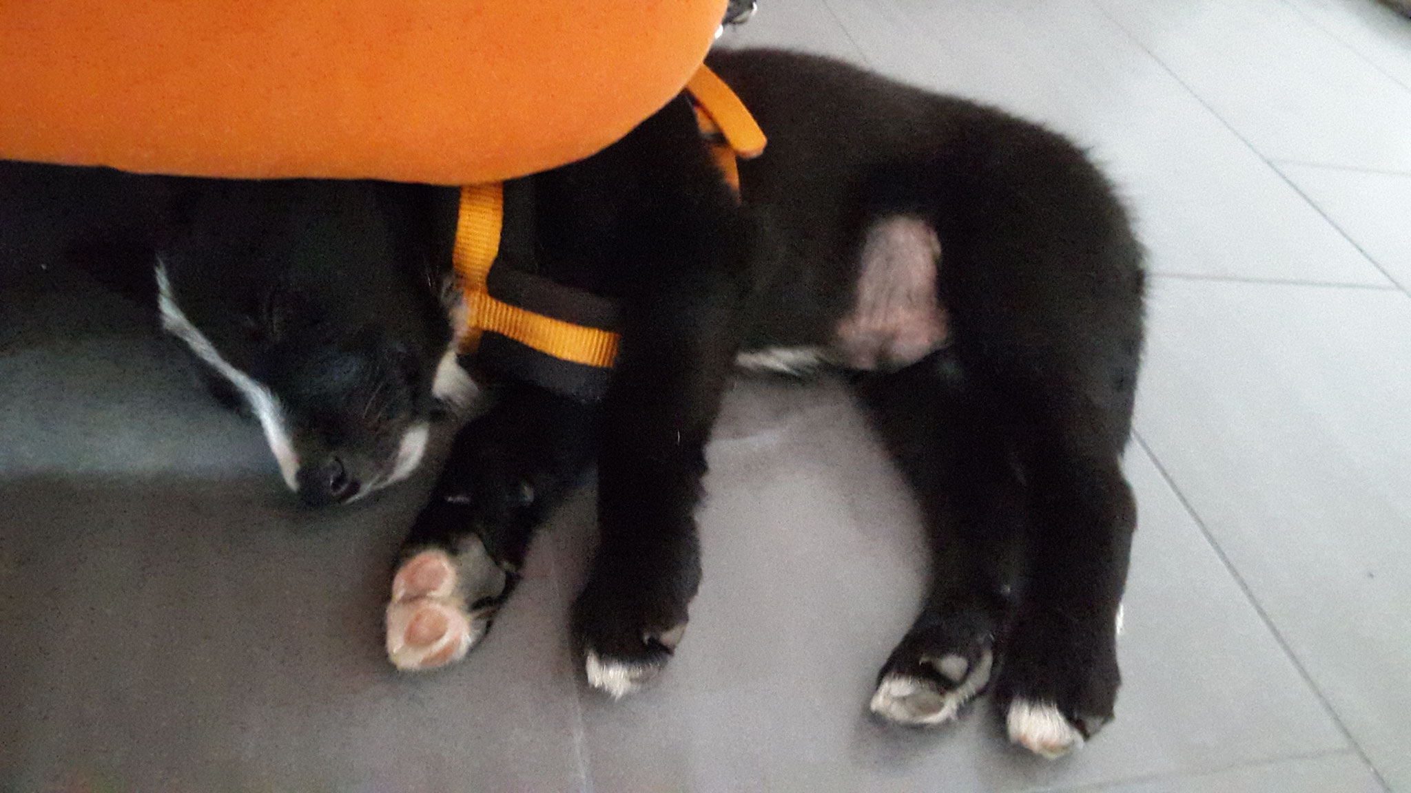 welpe hat angst vor anderen hunden