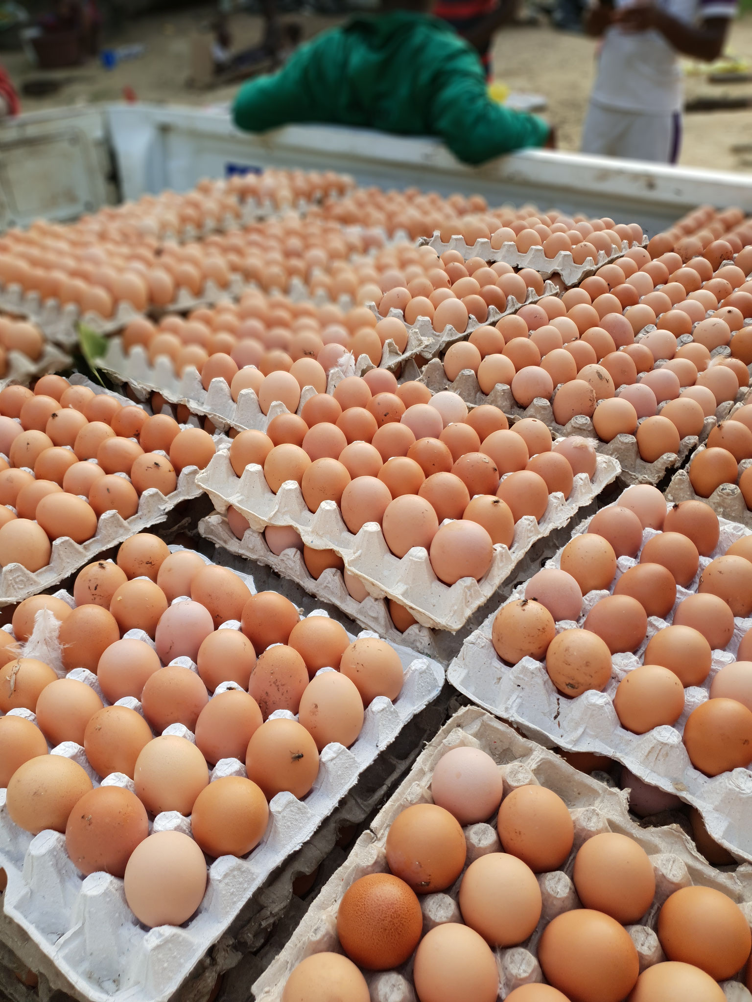 Oeufs de poule