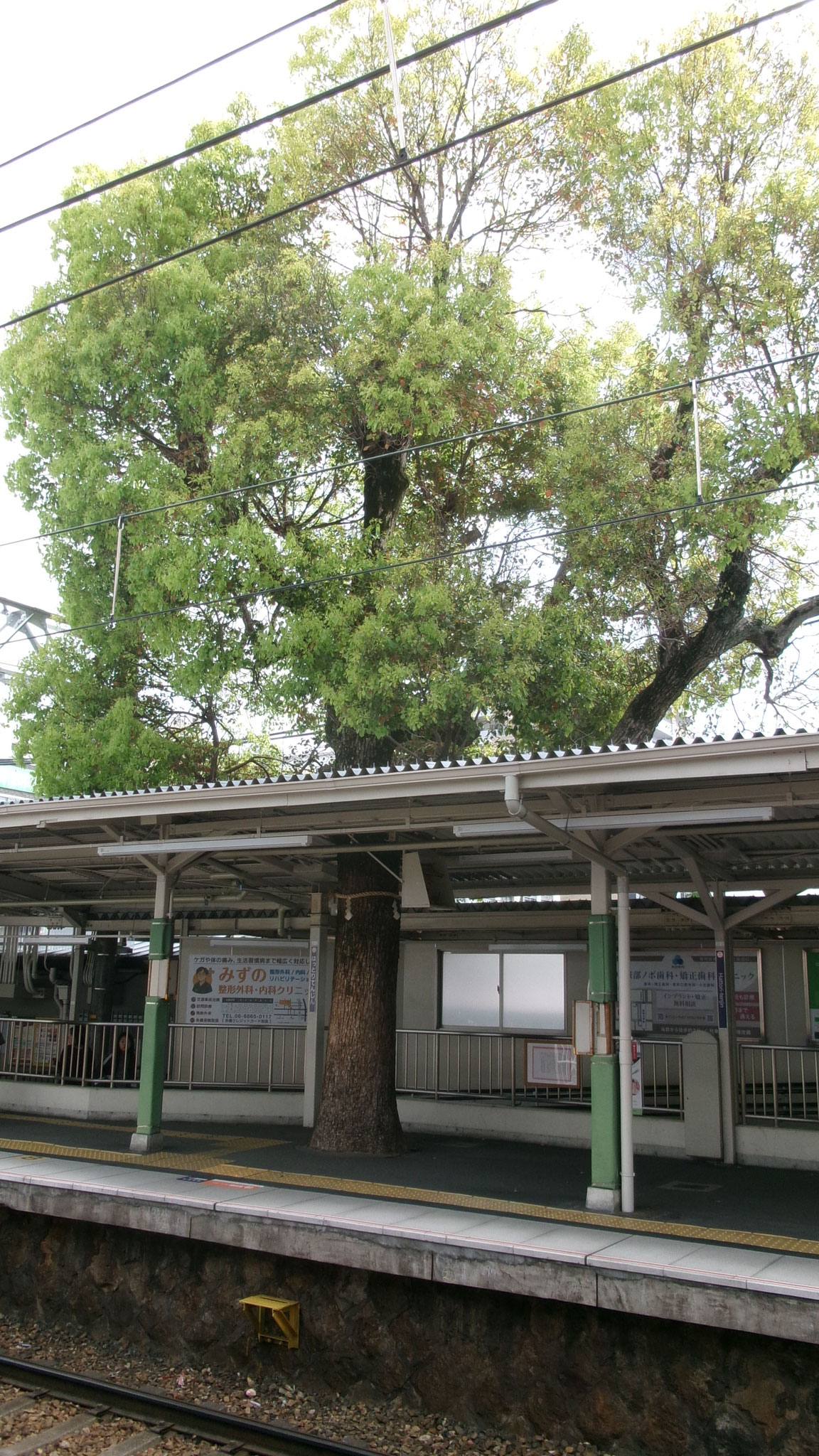 服部天神駅に鎮座する「ご神木」木