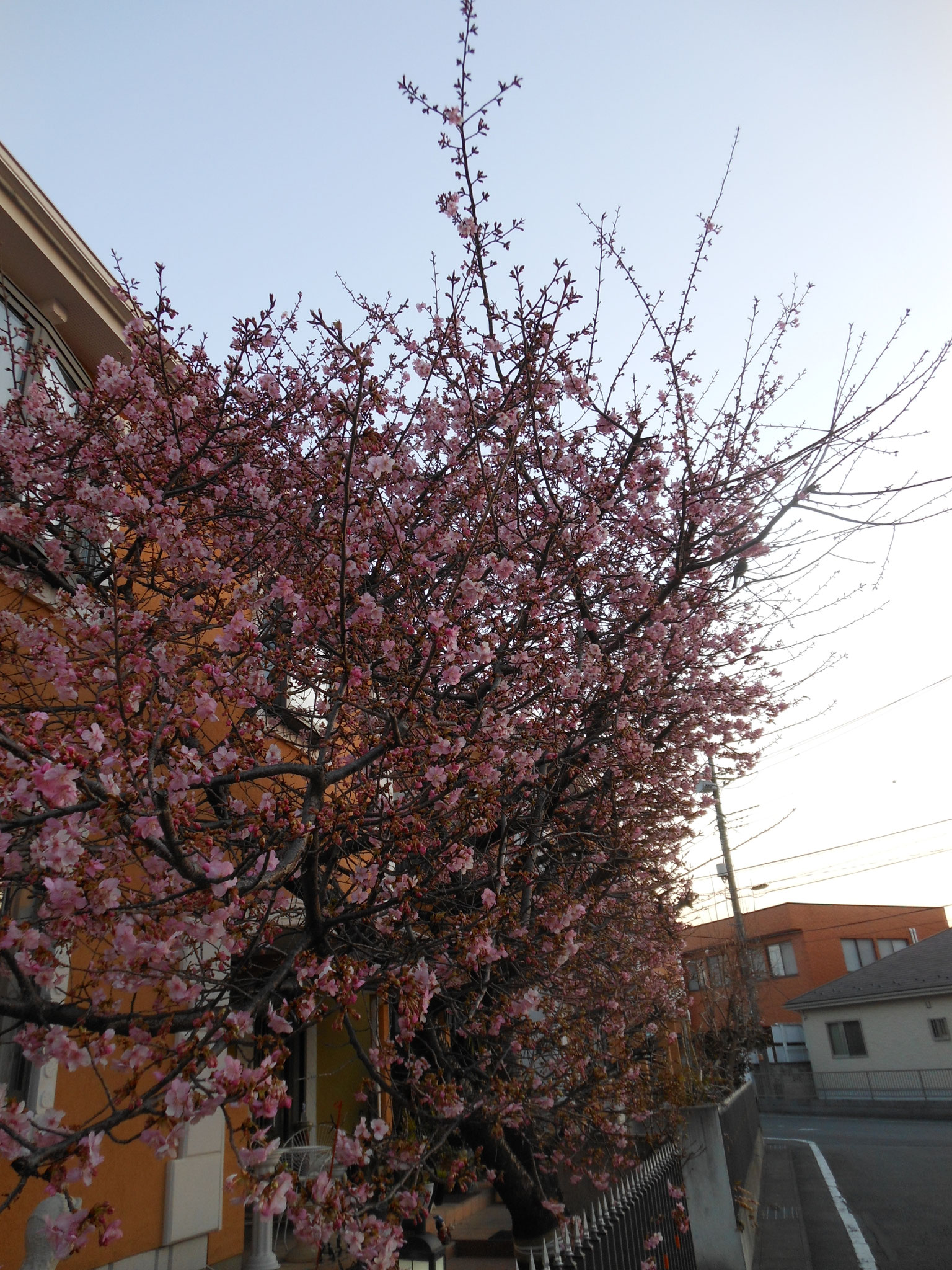 河津桜