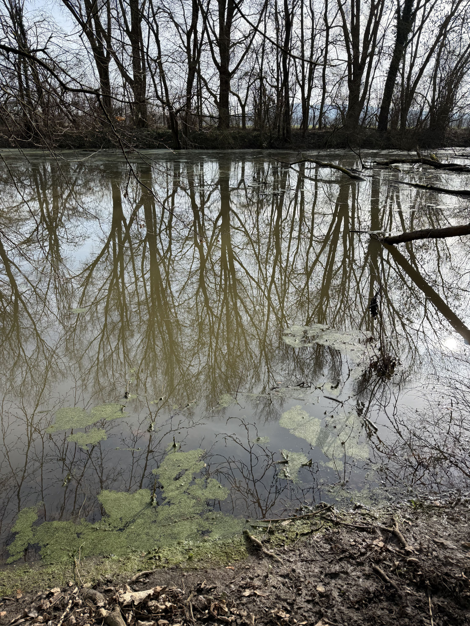 Die Vegetation zu Anfang der Saison - Foto Aggi Galle