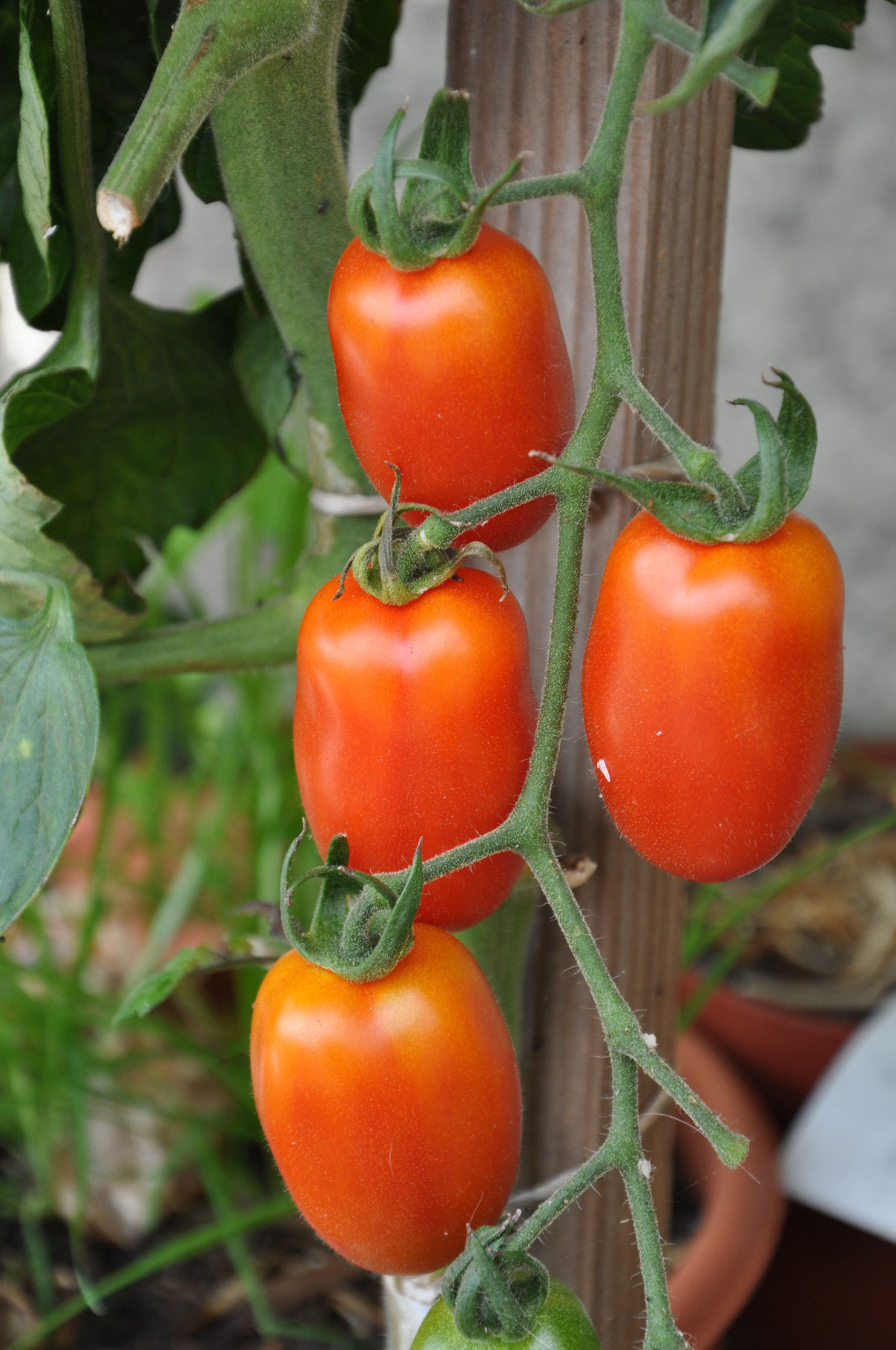 TOM 057 PSR Orange-Gelbe längliche Tomate / Am Aktivtreff ProSpecieRara 2013 von Martin bekommen. Sorte nicht bekannt.