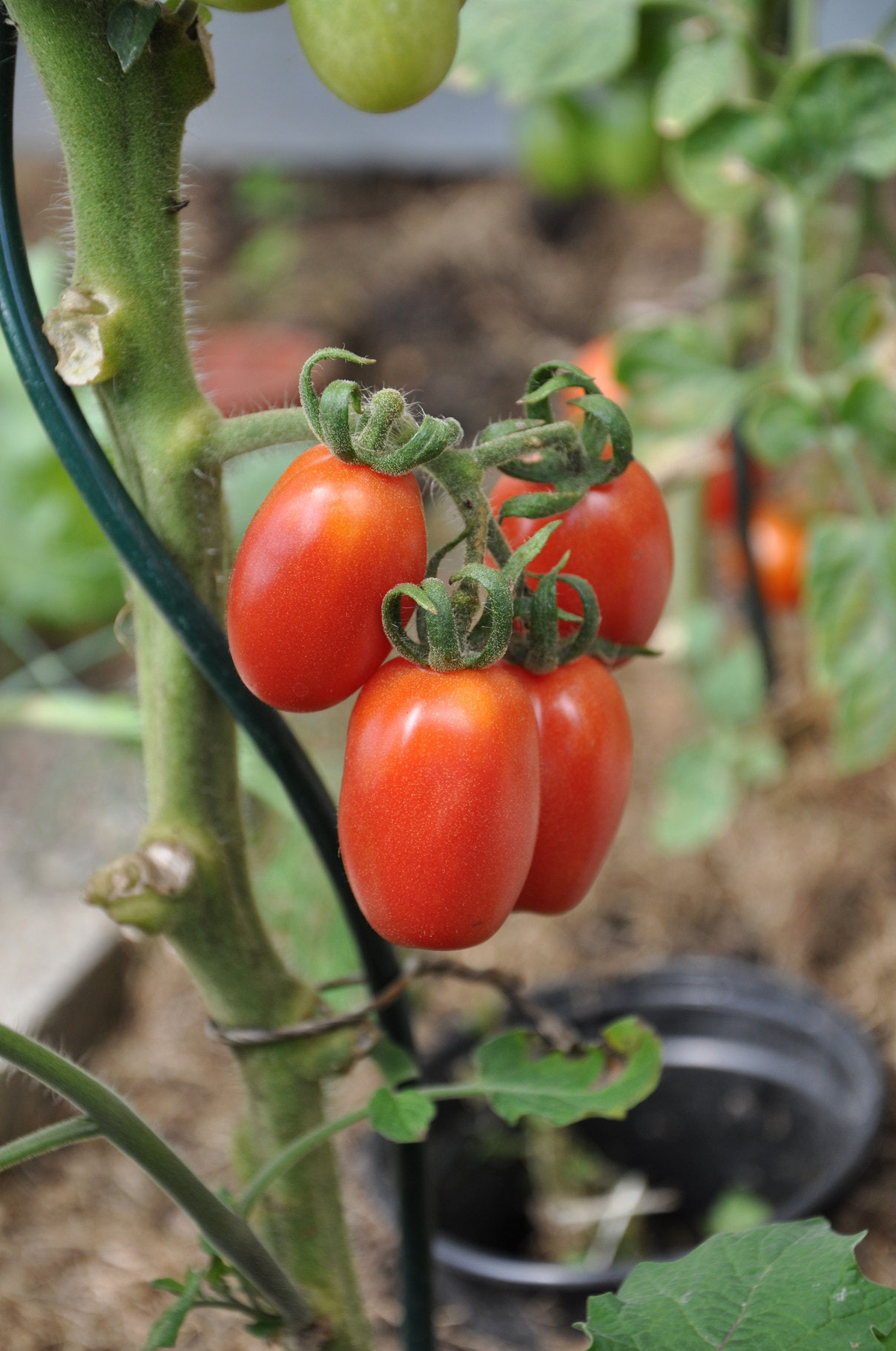 TOM 060 PSR Pedro / Ovale rote Kirschtomaten in Trauben. Guter Ertrag, kann laufend und lange geerntet werden. Mittelfrüh.