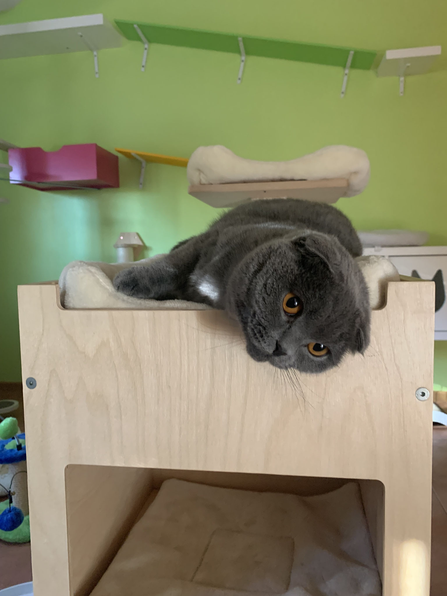 Henri