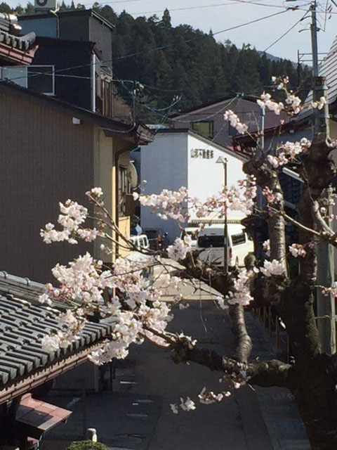2016年4月9日　家の前のさくらが開花
